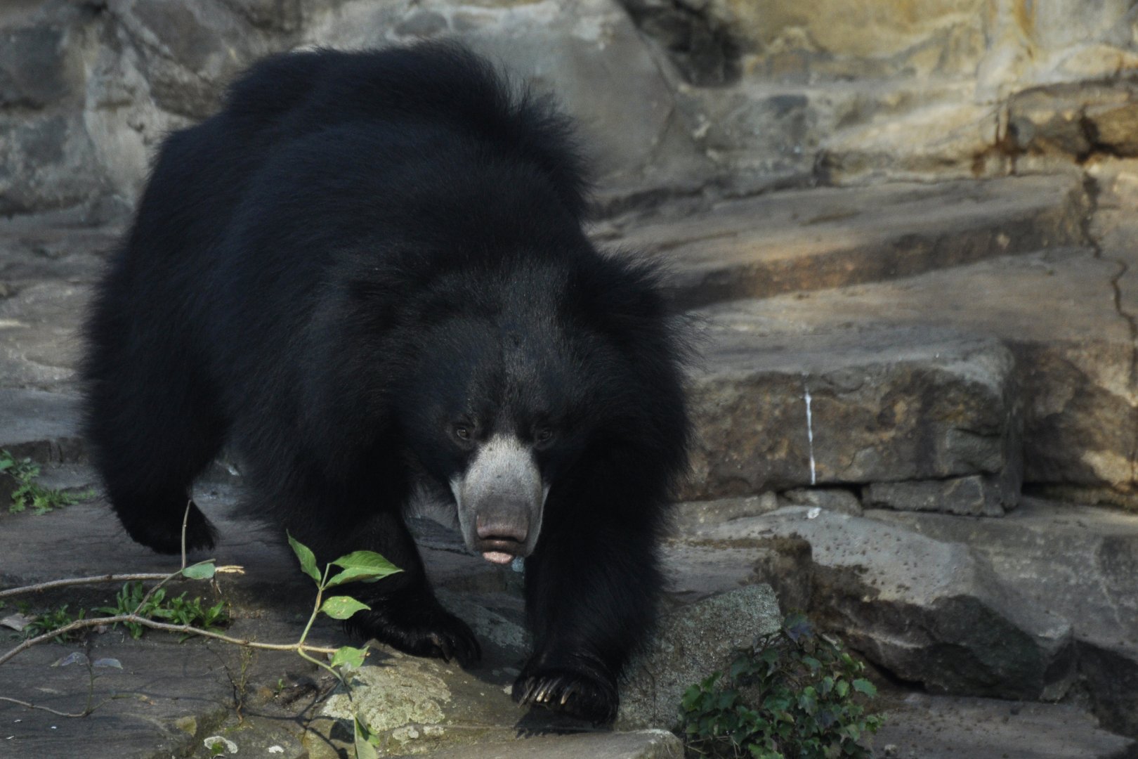 Sloth bear (Melursus ursinus)