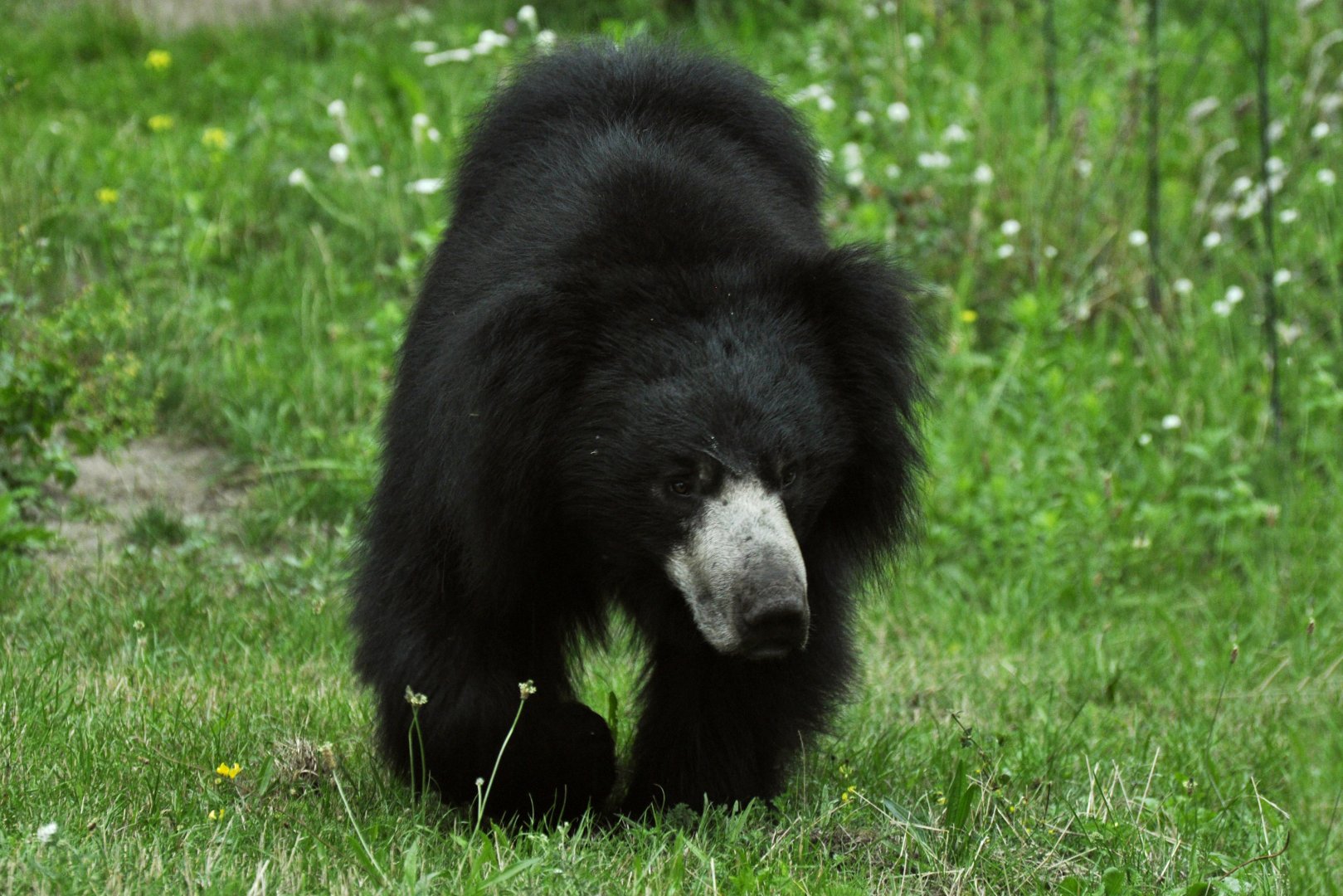 Sloth bear (Melursus ursinus)