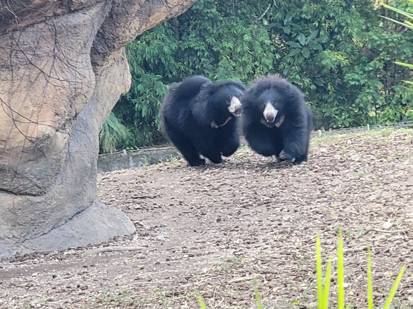 Sloth Bear(Melursus ursinus)