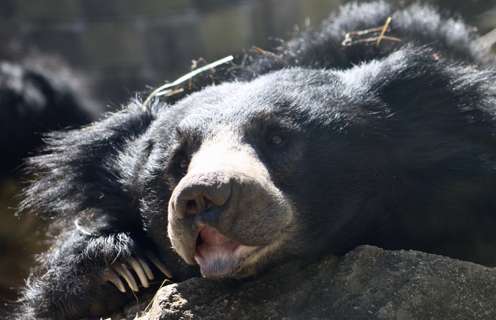Sloth Bear (Melursus ursinus)