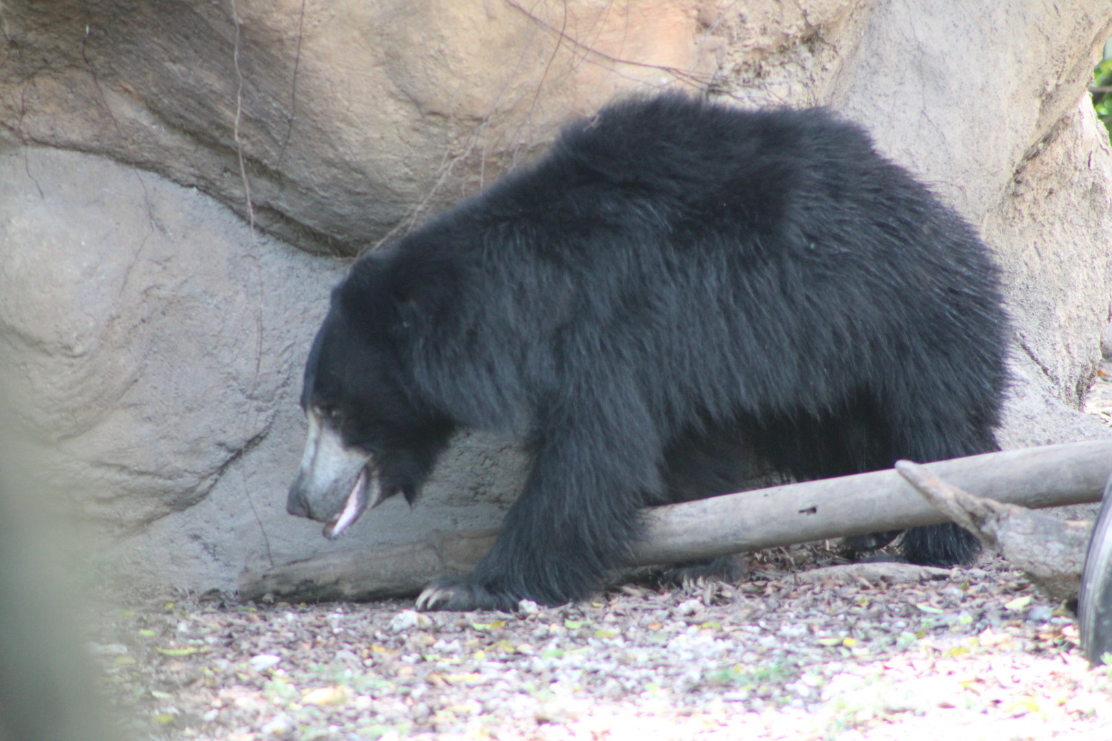 Sloth Bear (Melursus ursinus)