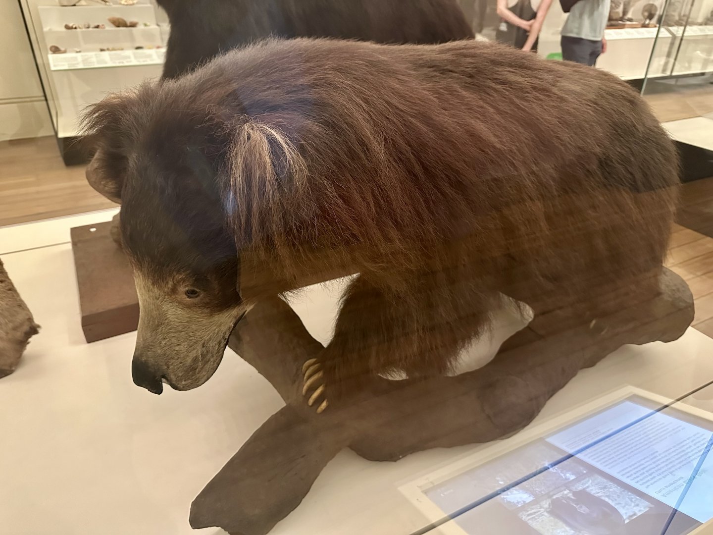 Sloth bear (Melursus ursinus)
