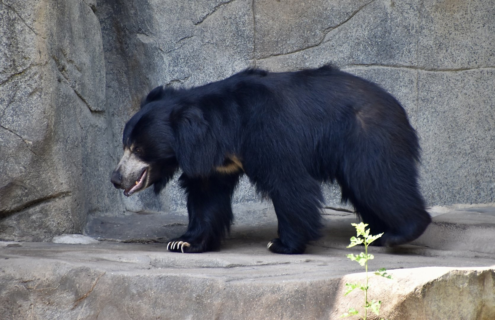Sloth Bear (Melursus ursinus)