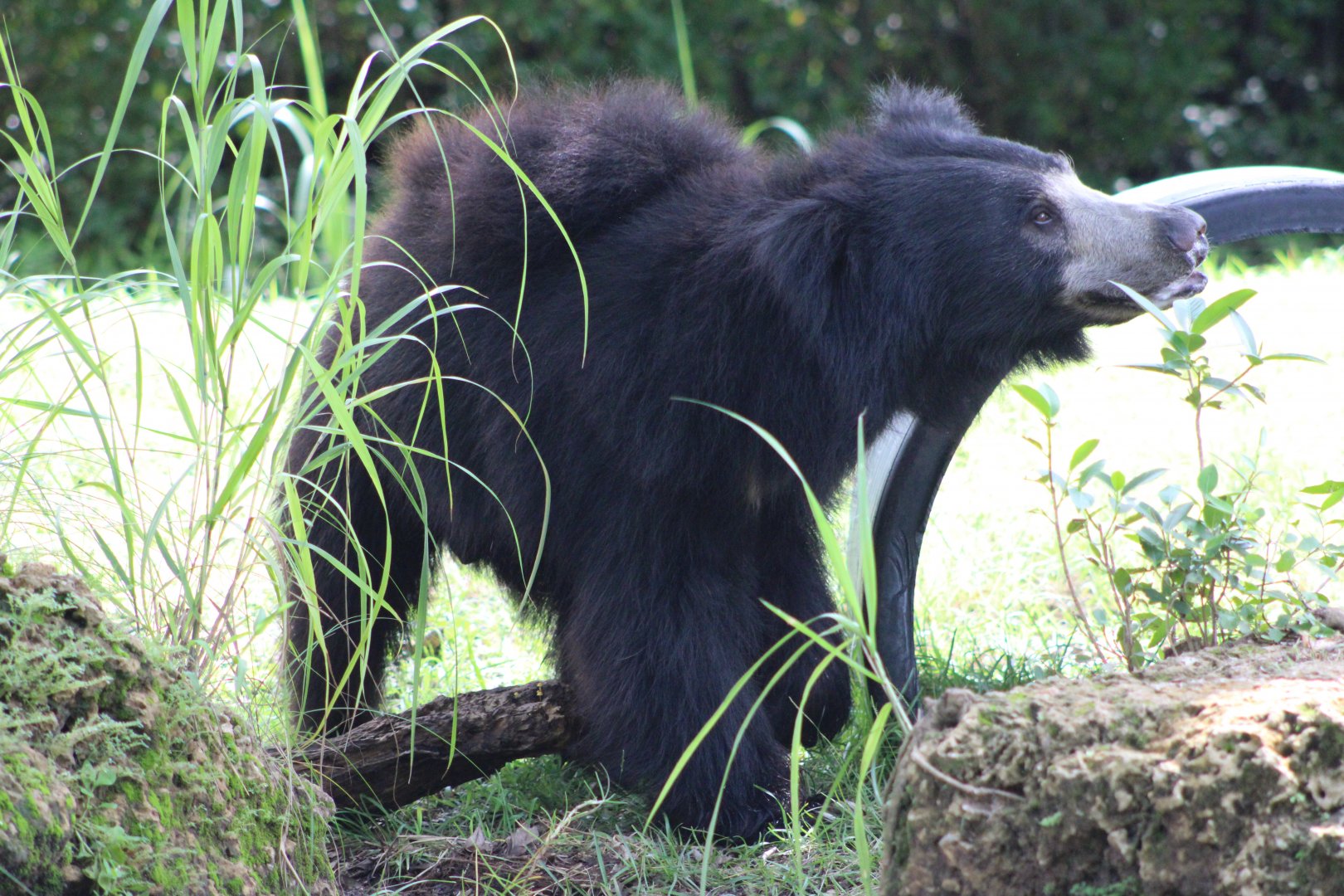 Sloth Bear (Melursus ursinus)