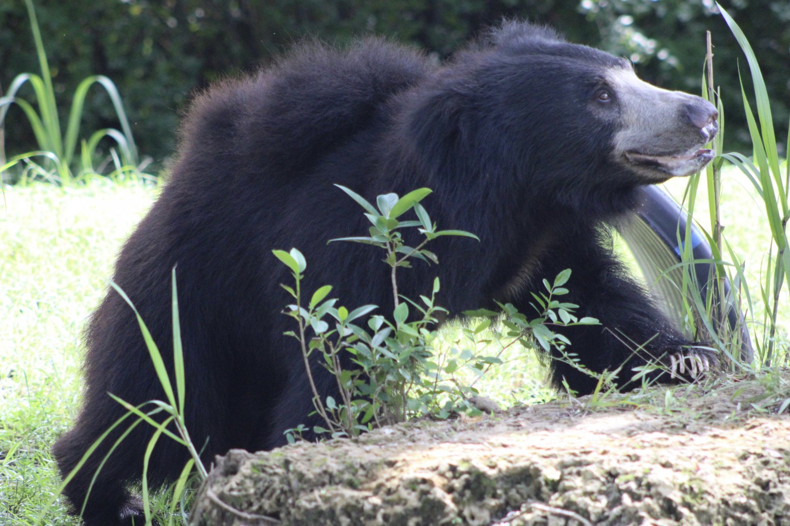Sloth Bear (Melursus ursinus)