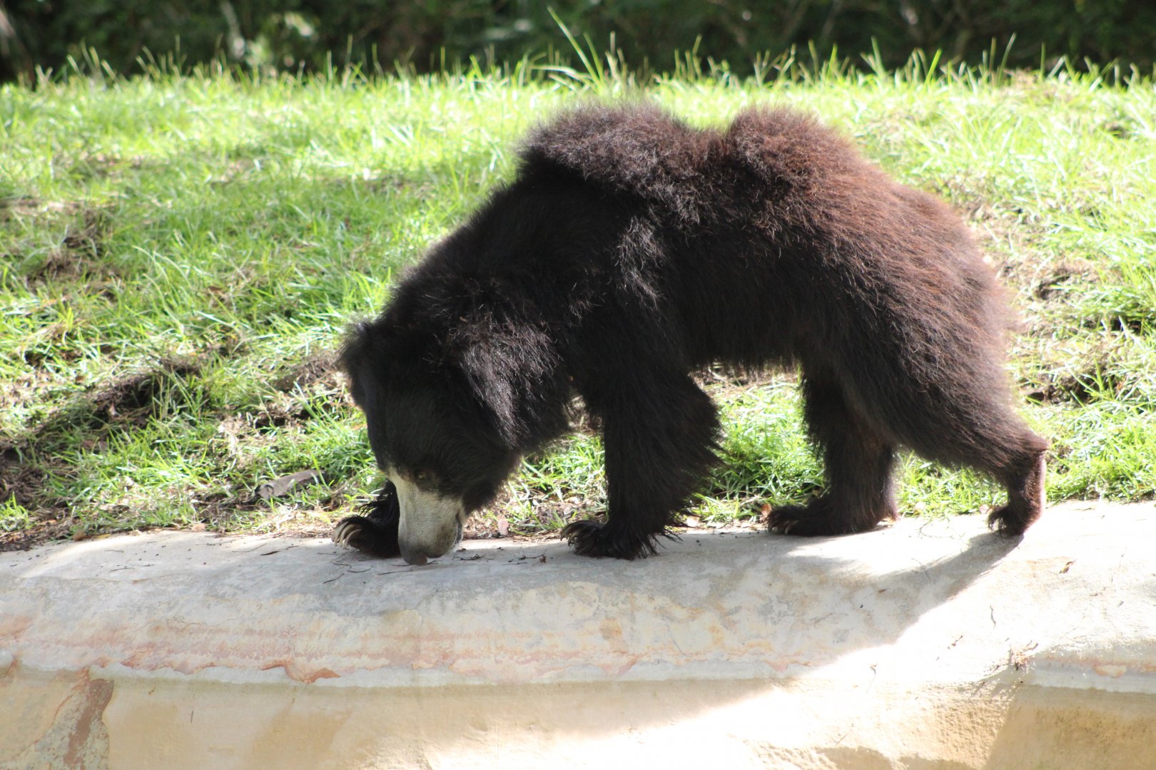Sloth Bear (Melursus ursinus)