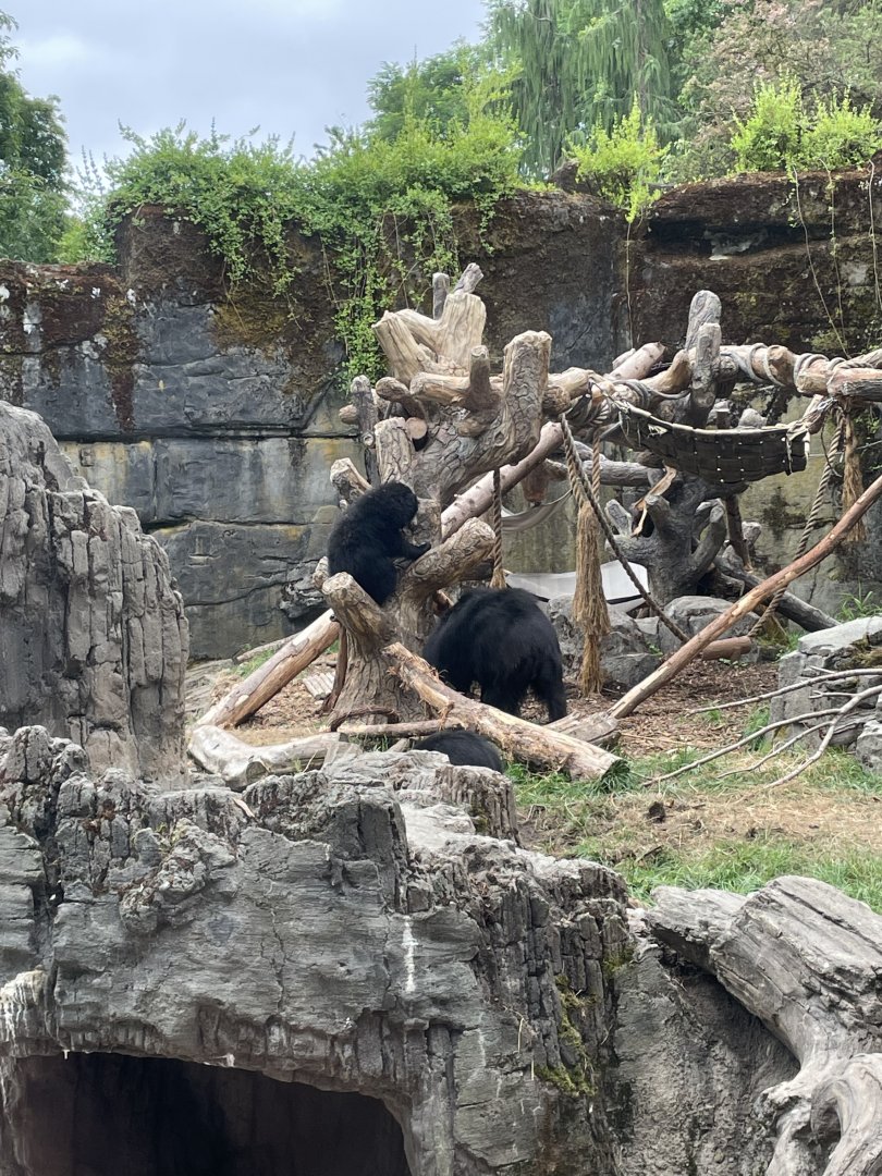 Sloth Bear Mother and Cubs