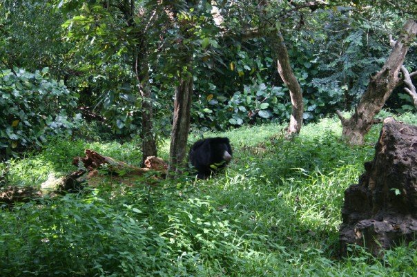 Sloth Bear, Night Safari