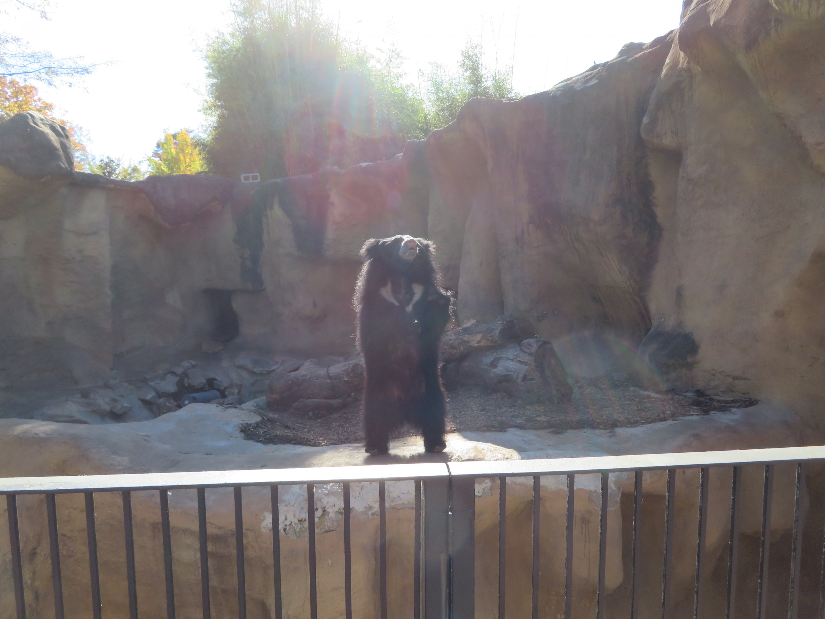 Sloth Bear on Hind Legs