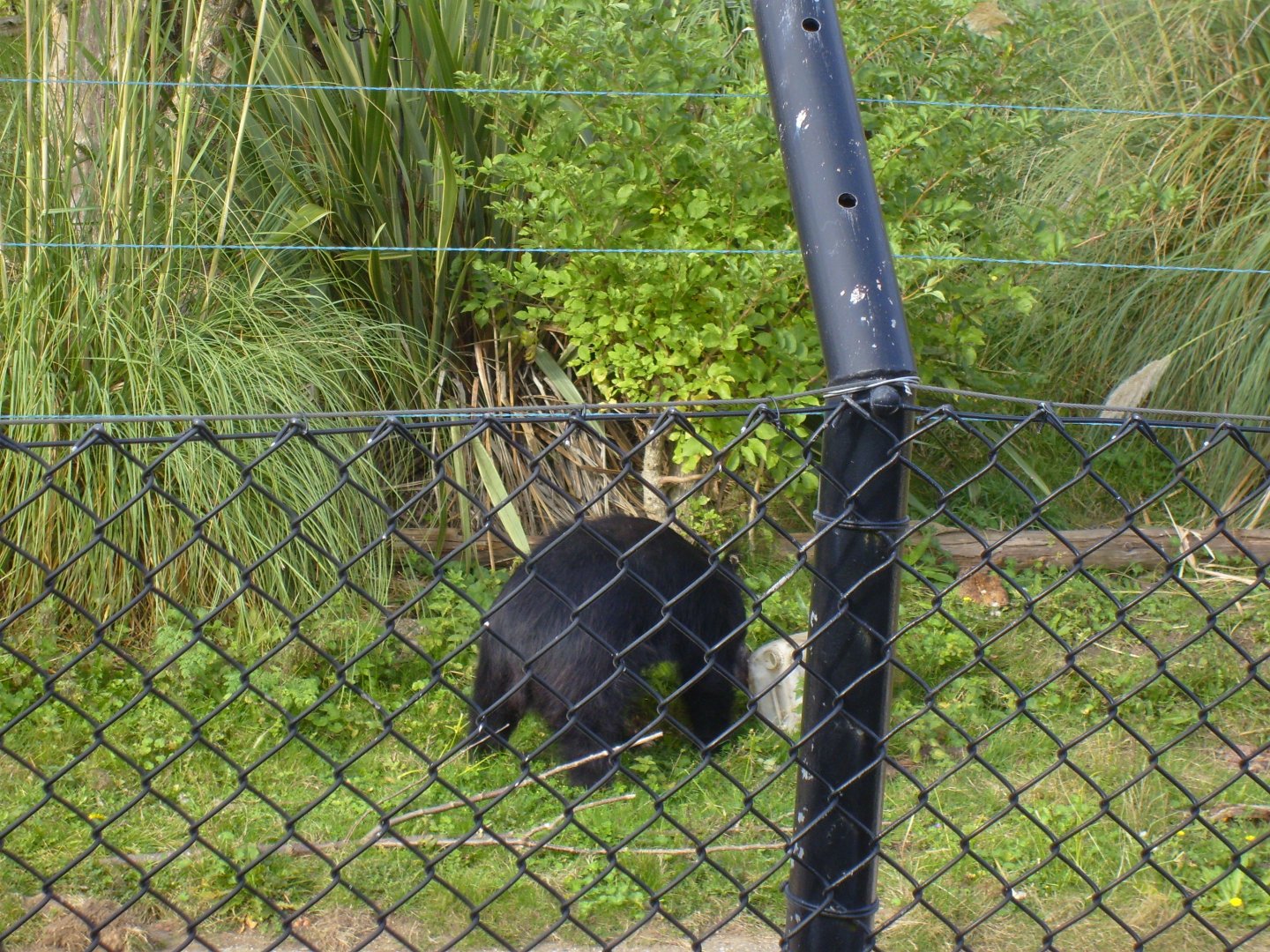 Sloth Bear on the Mappins