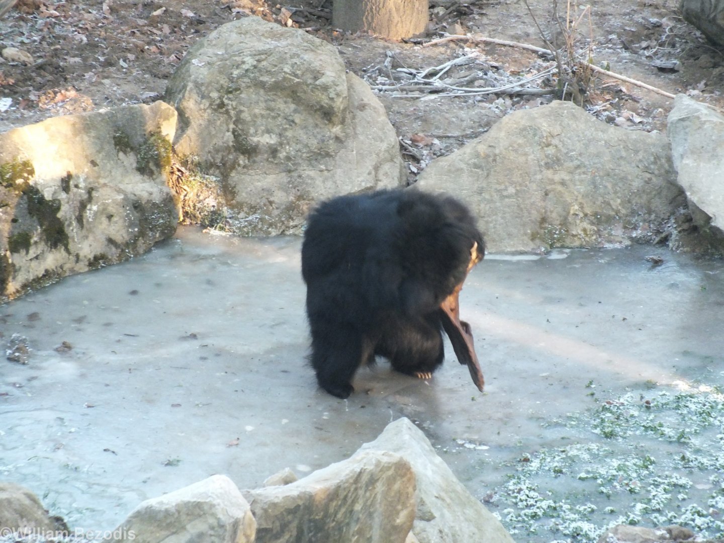 Sloth Bear Playing with a Large Piece of Wood on its Frozen Pond