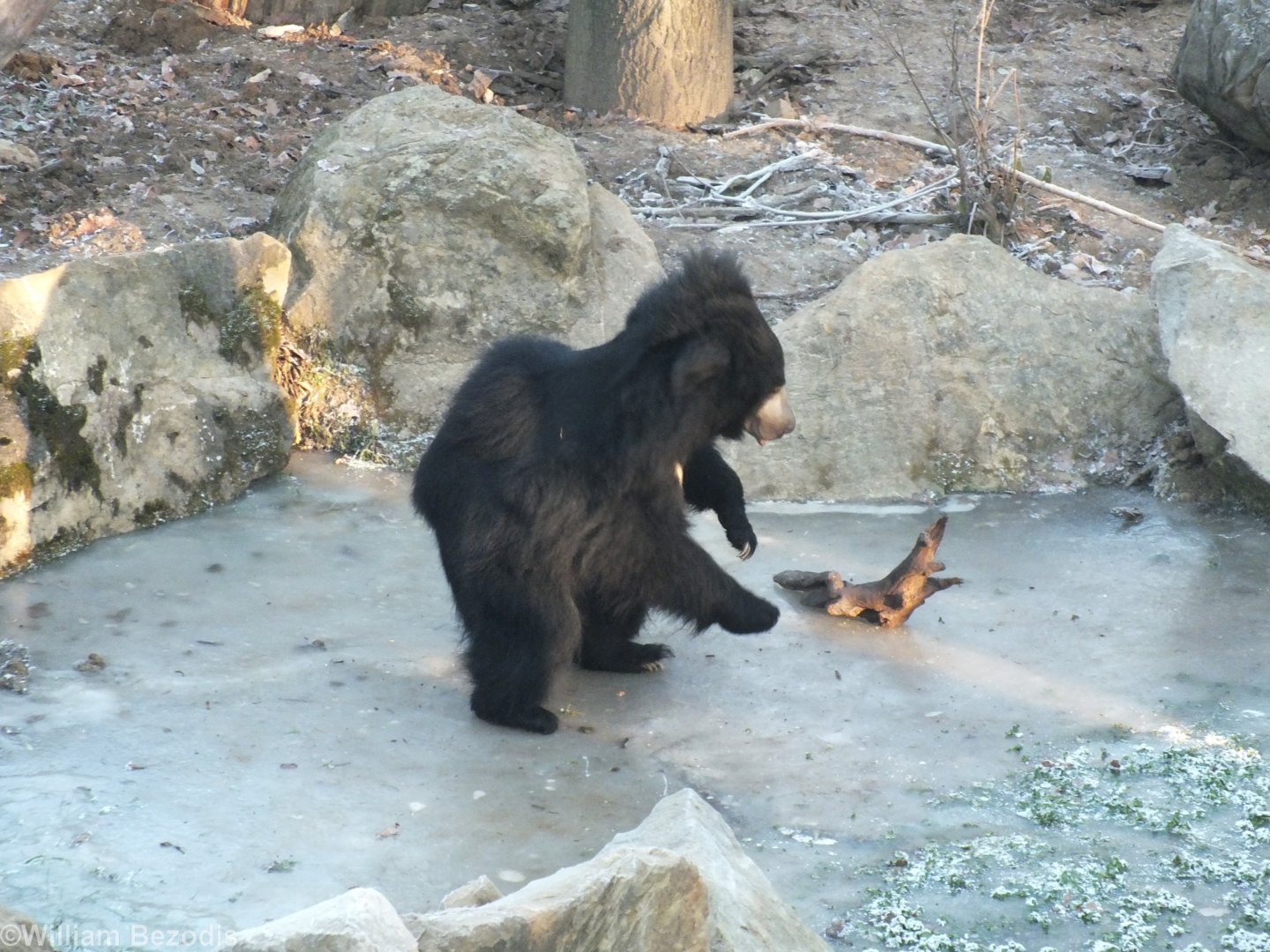 Sloth Bear Playing with a Large Piece of Wood on its Frozen Pond