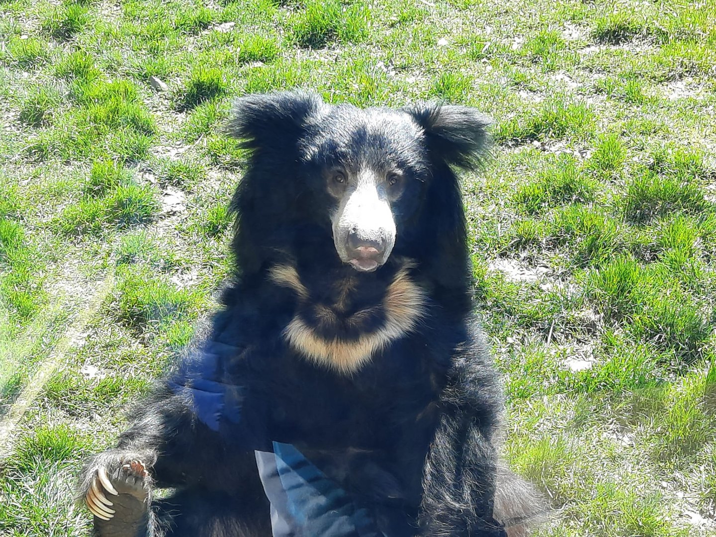 Sloth Bear Posing