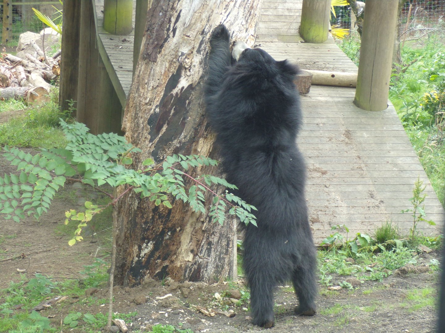 Sloth bear scratching tree 18.7.25