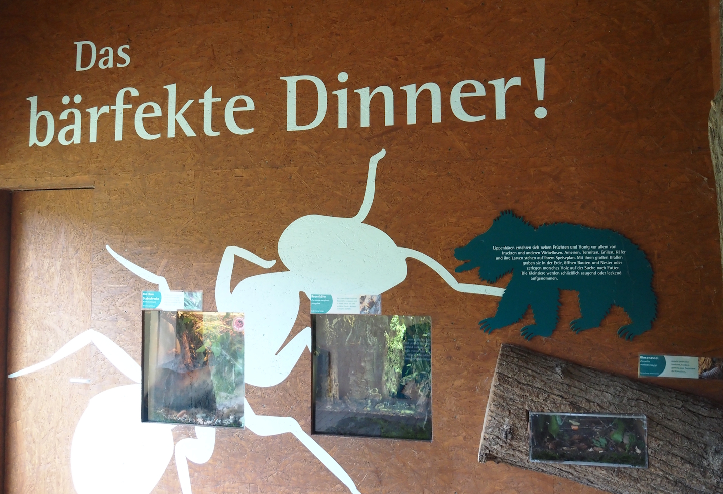 Sloth bear signage and insect terrariums, 2025-05-22