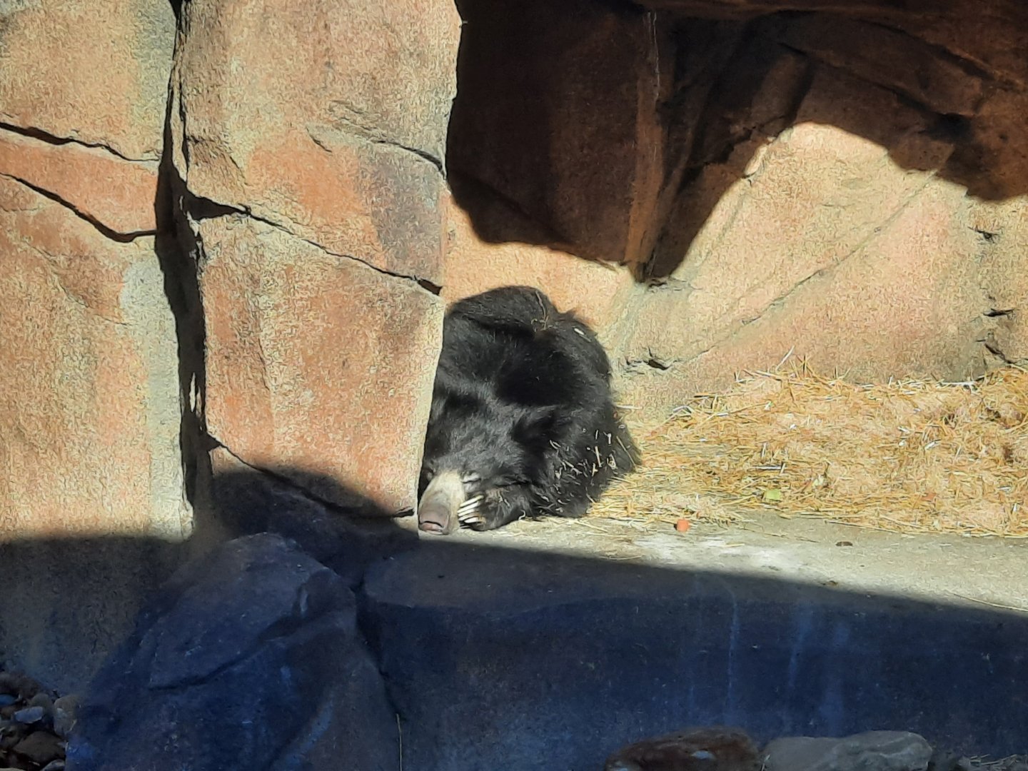Sloth Bear Sleeping