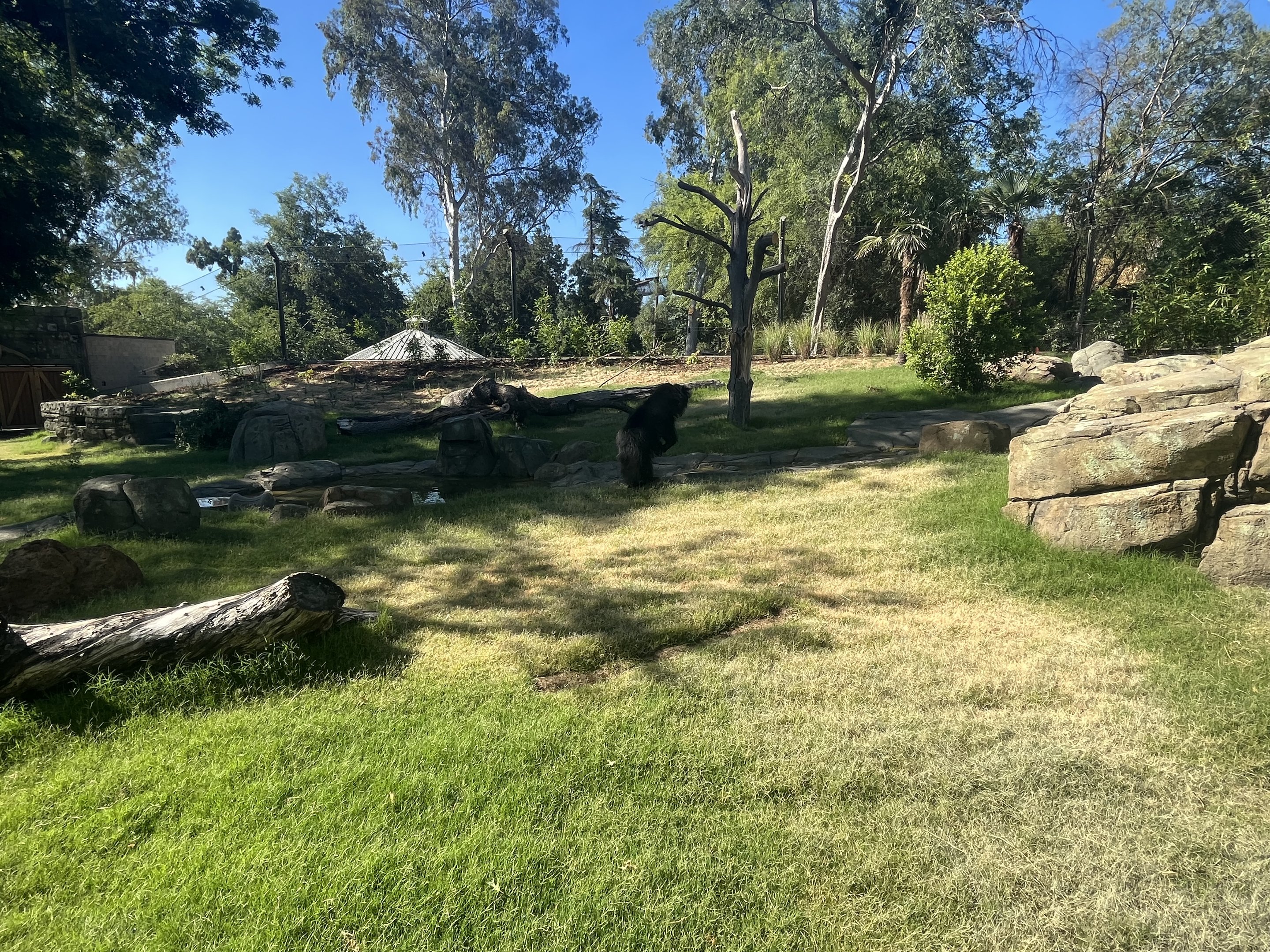 Sloth Bear Standing Up