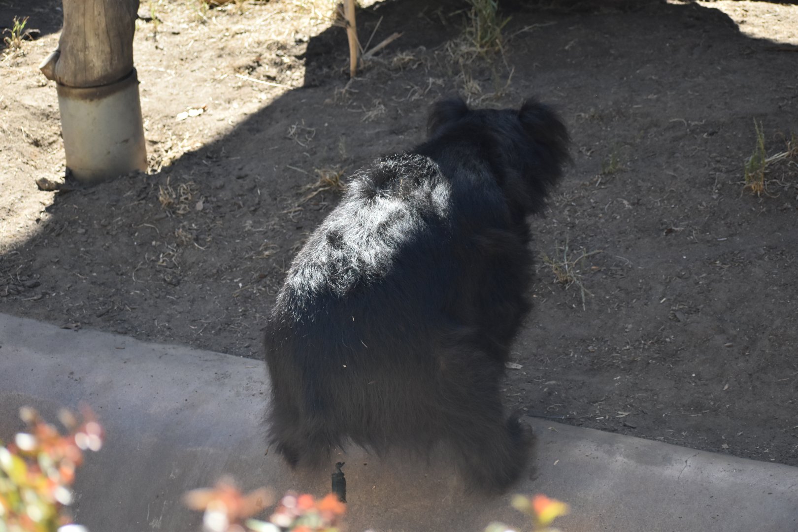 Sloth Bear Taking a Dump