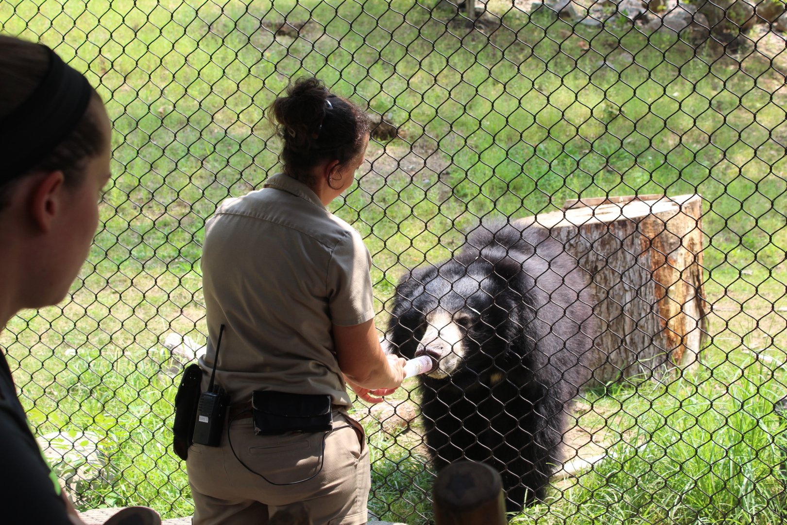 Sloth Bear Training - Asian Highlands