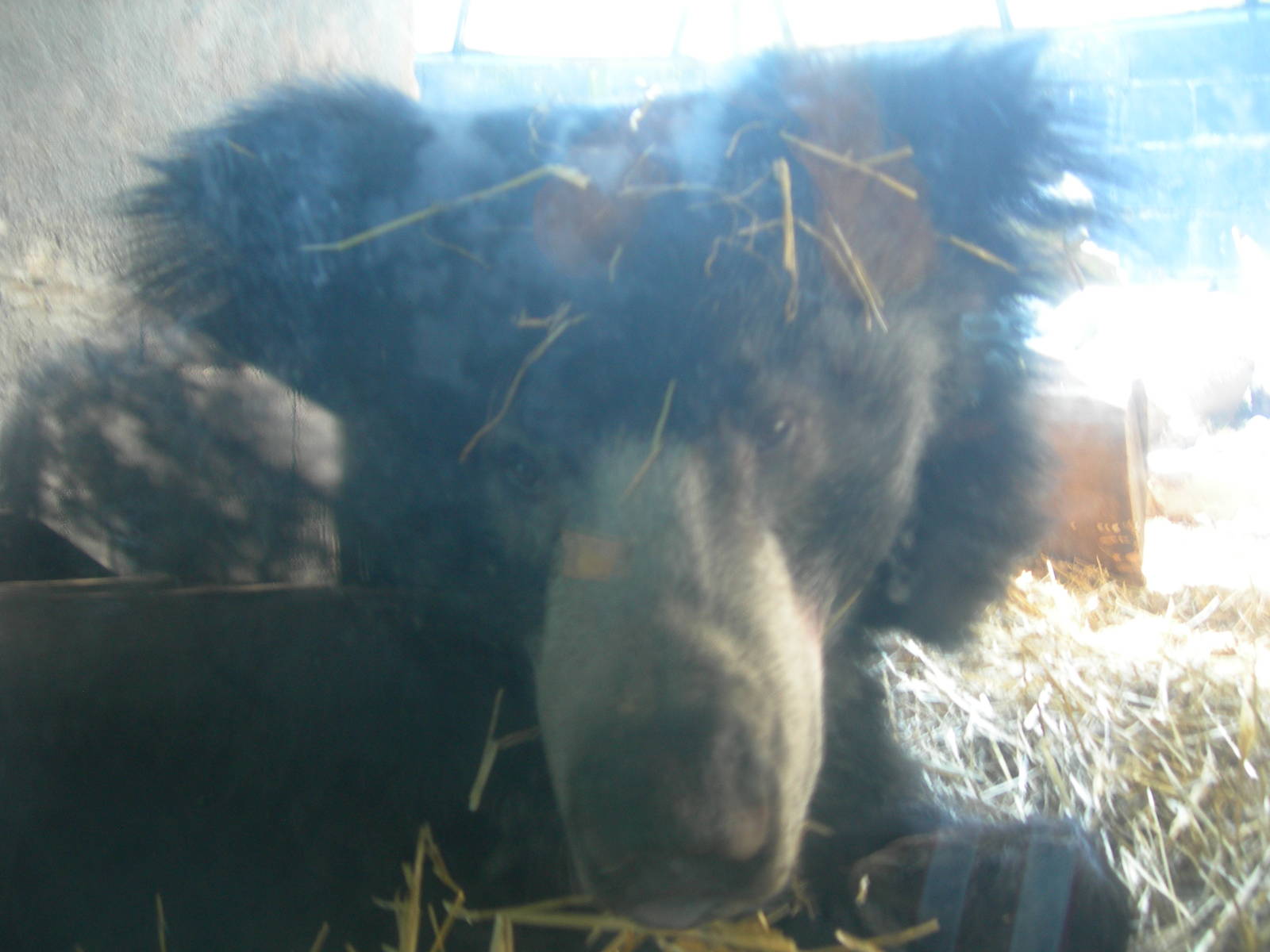 Sloth Bear Up Close &amp; Personal