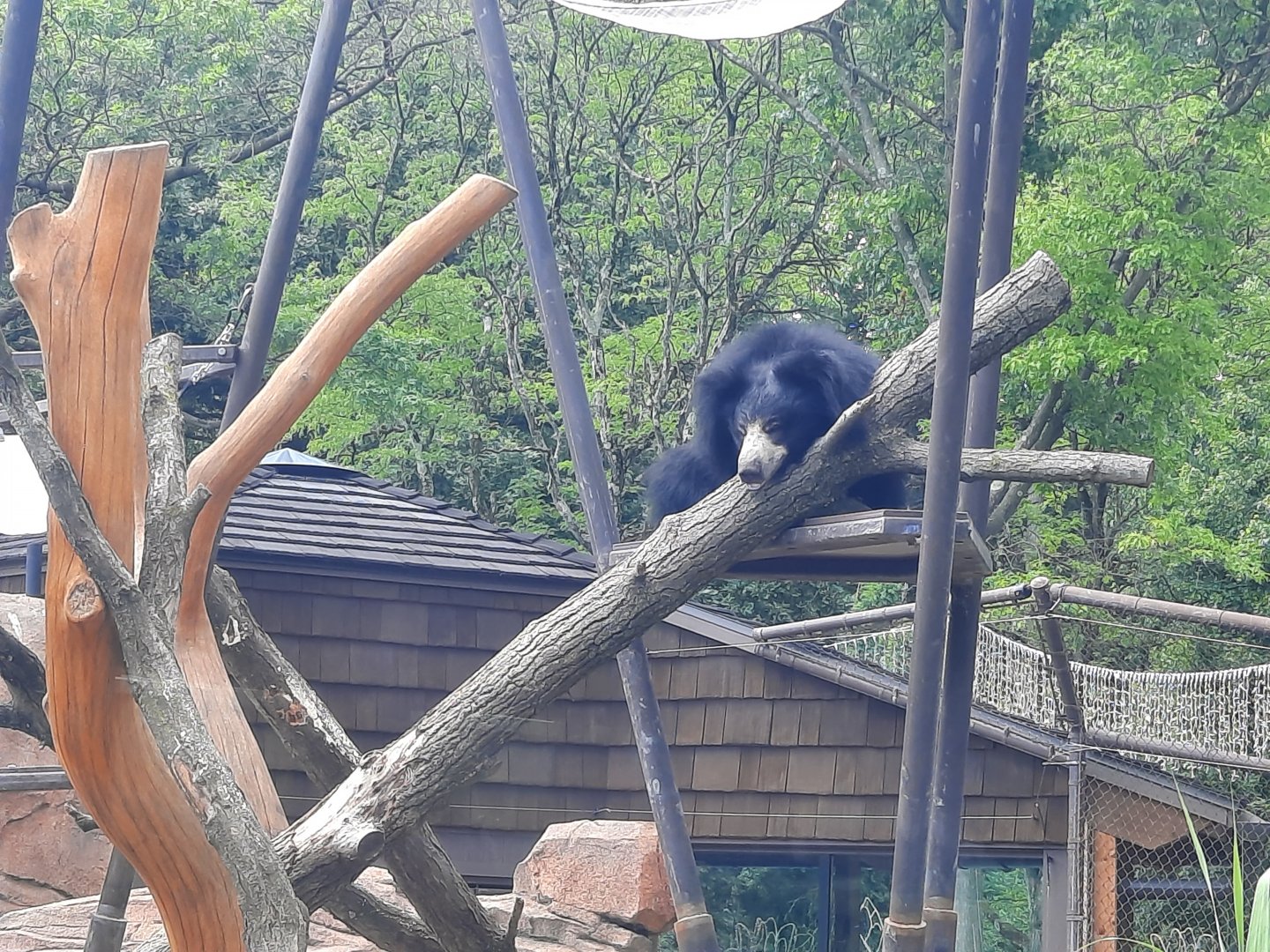 Sloth Bear Up High