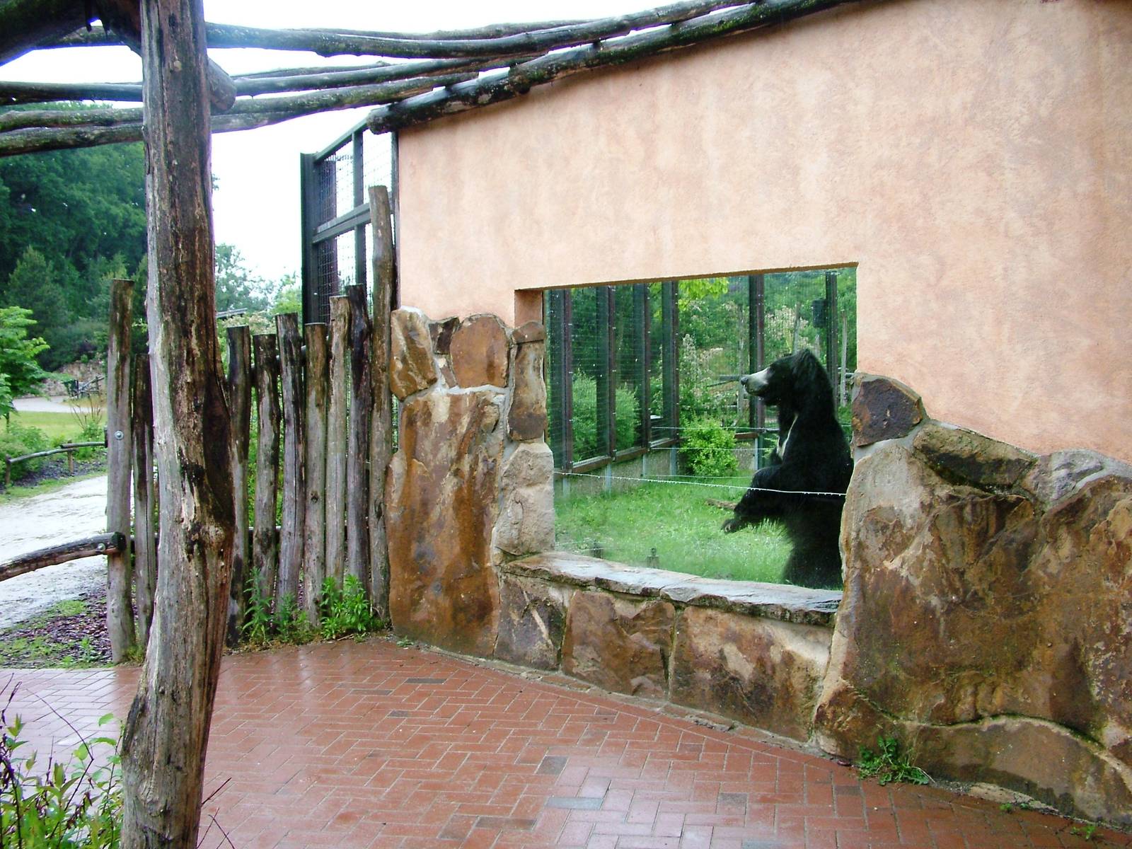 Sloth Bear Viewing Window at Rheine, 03/06/12