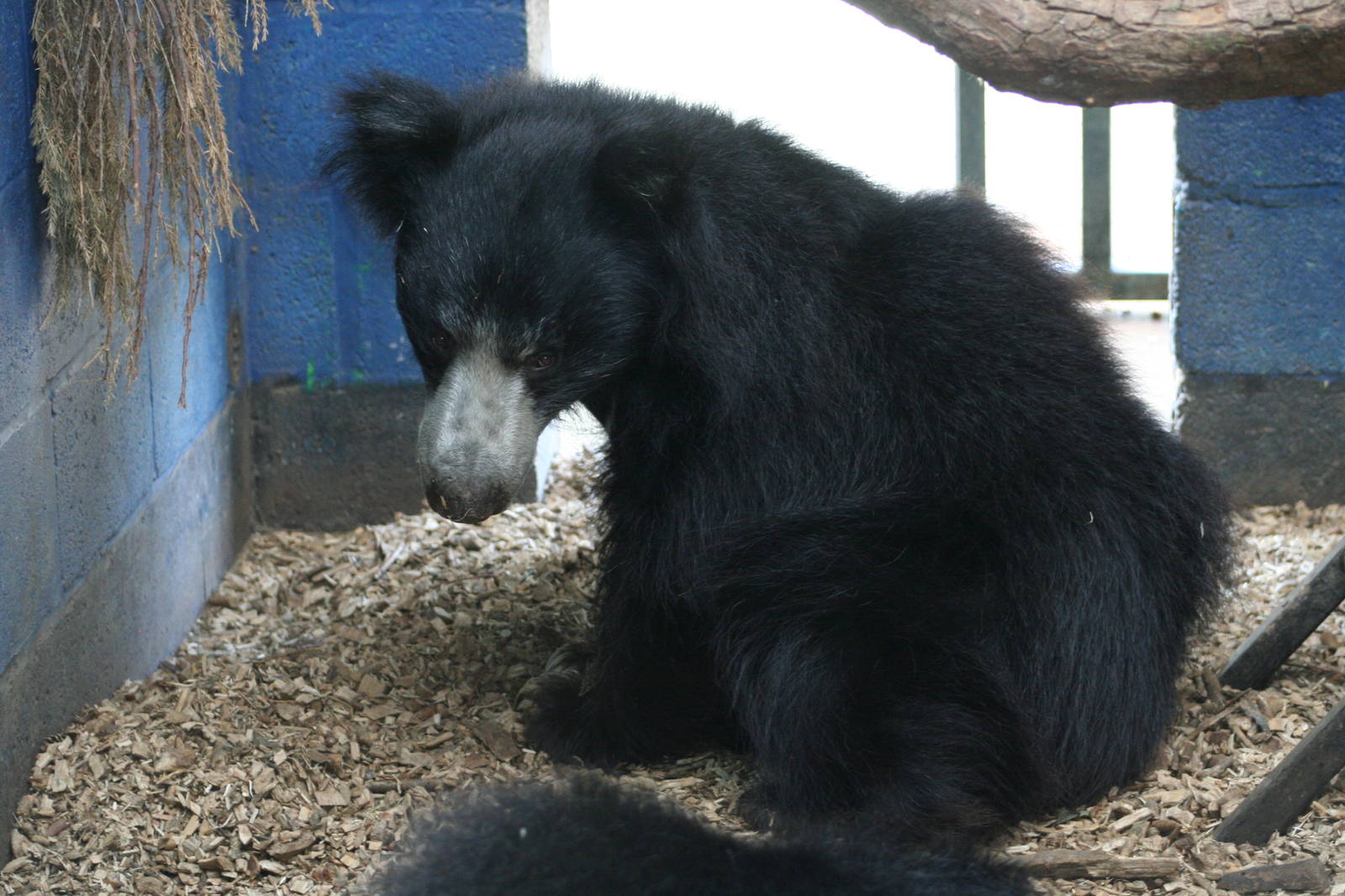 Sloth Bear @ Whipsnade 22.10.2014