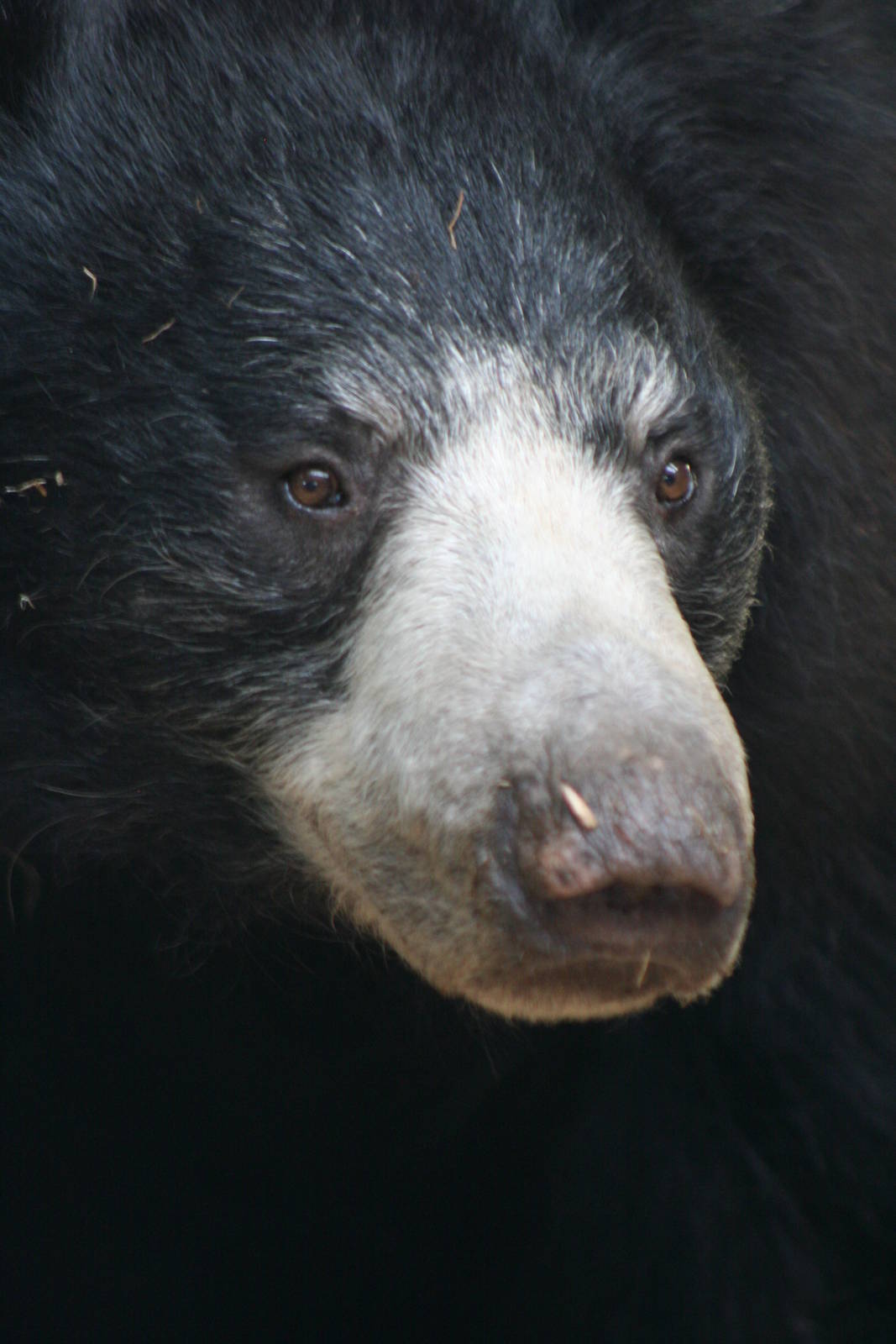 Sloth Bear @ Whipsnade 22.10.2014
