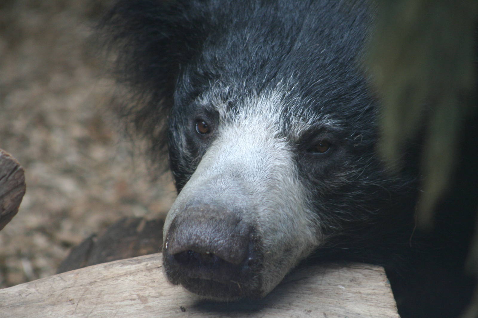 Sloth Bear @ Whipsnade 22.10.2014
