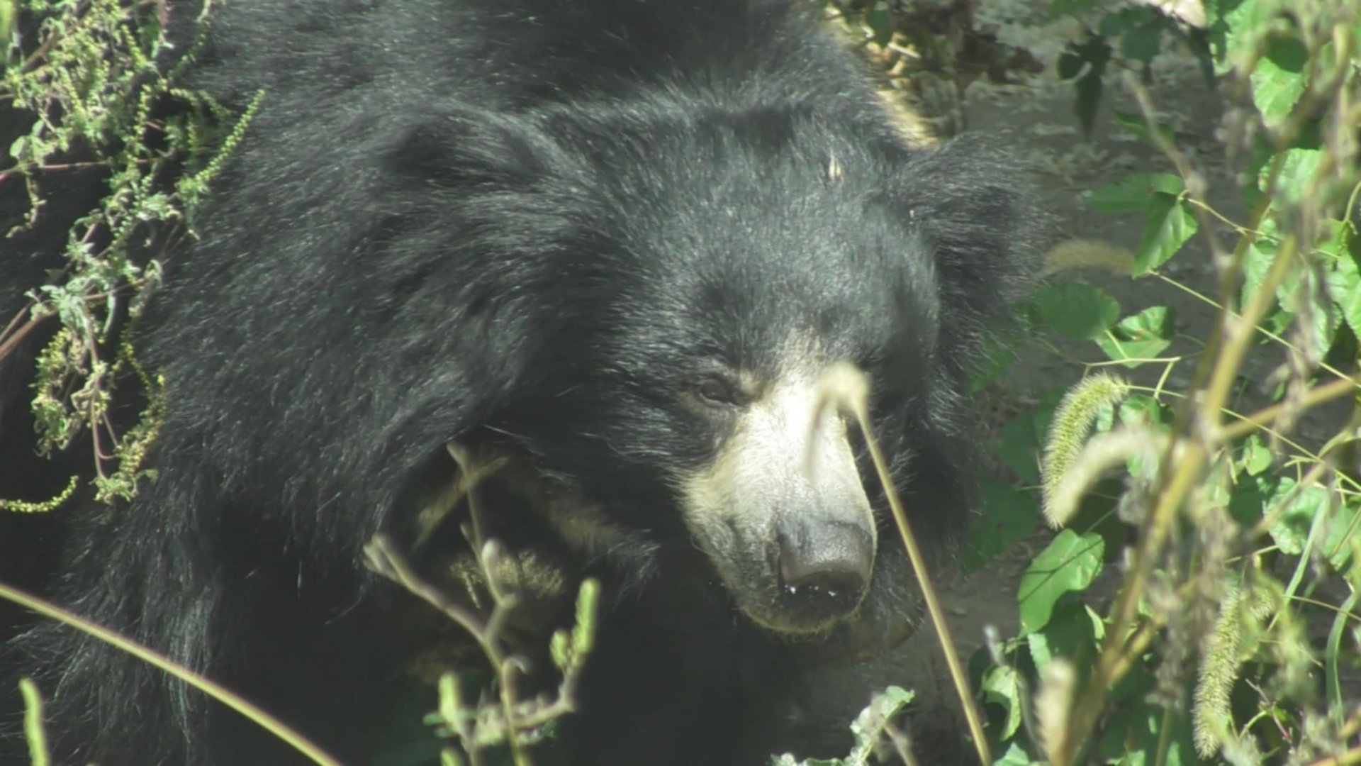 Sloth bear with a plant on it's nose