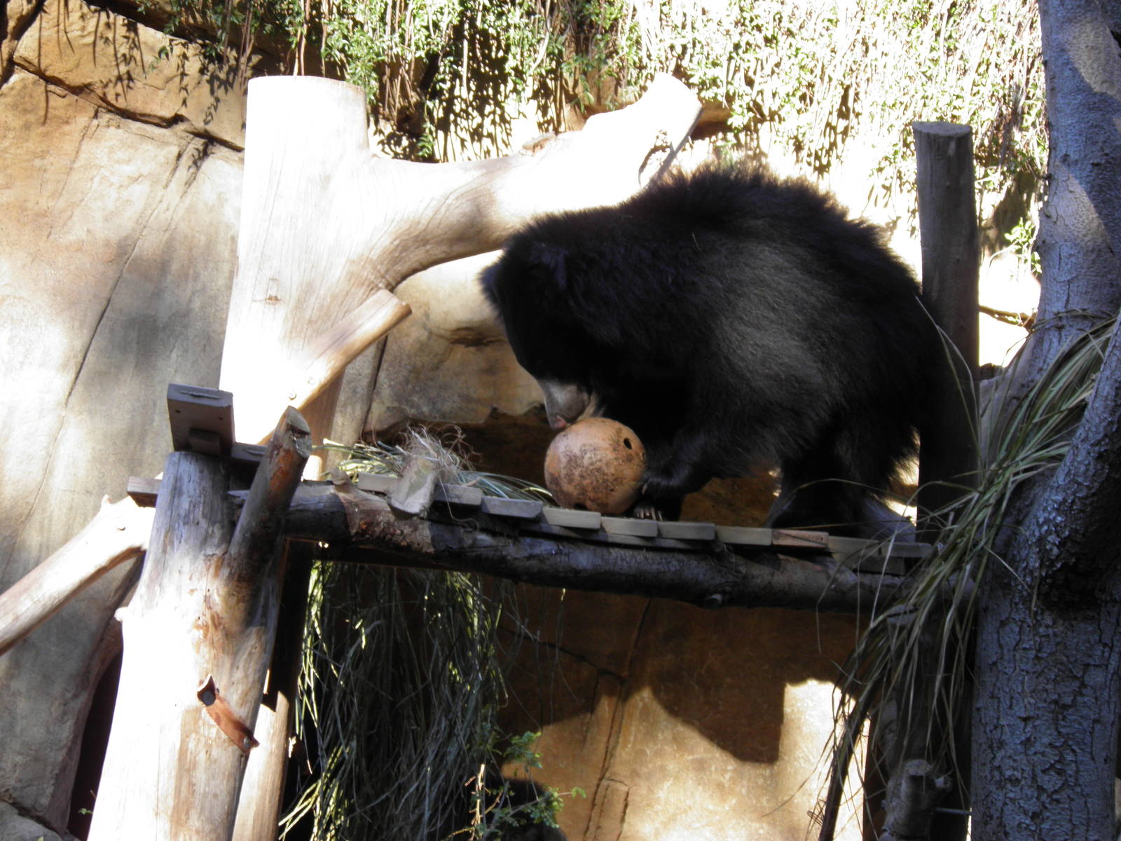 Sloth Bear with food ball