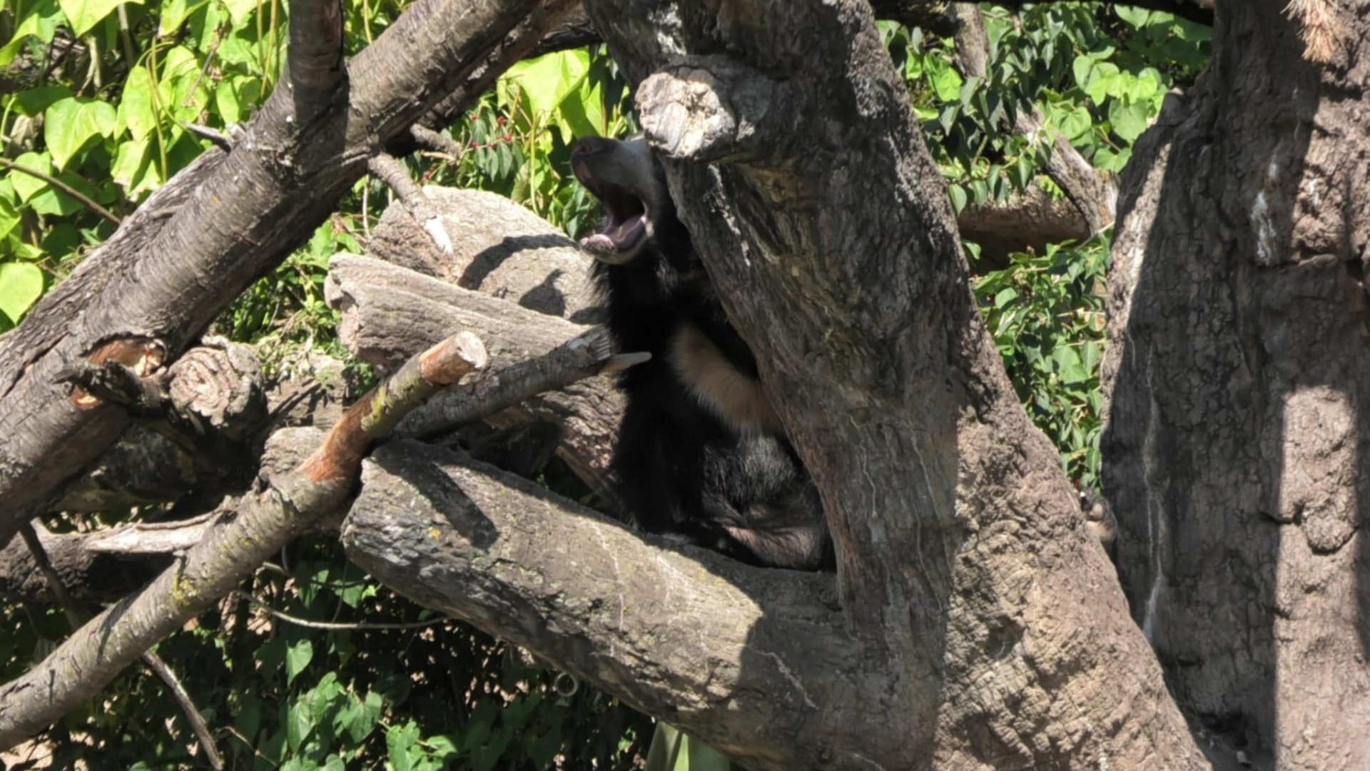 Sloth bear yawning