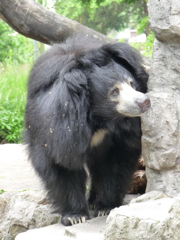 Sloth Bear