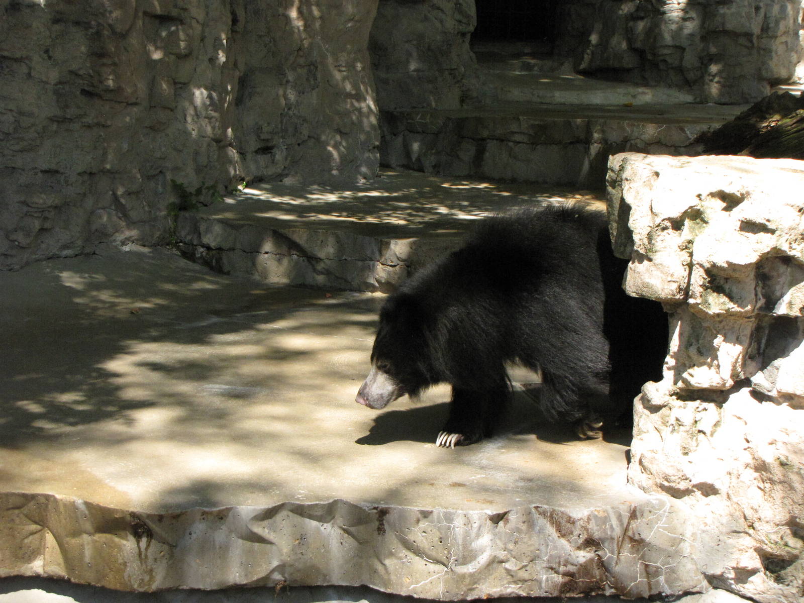 Sloth Bear