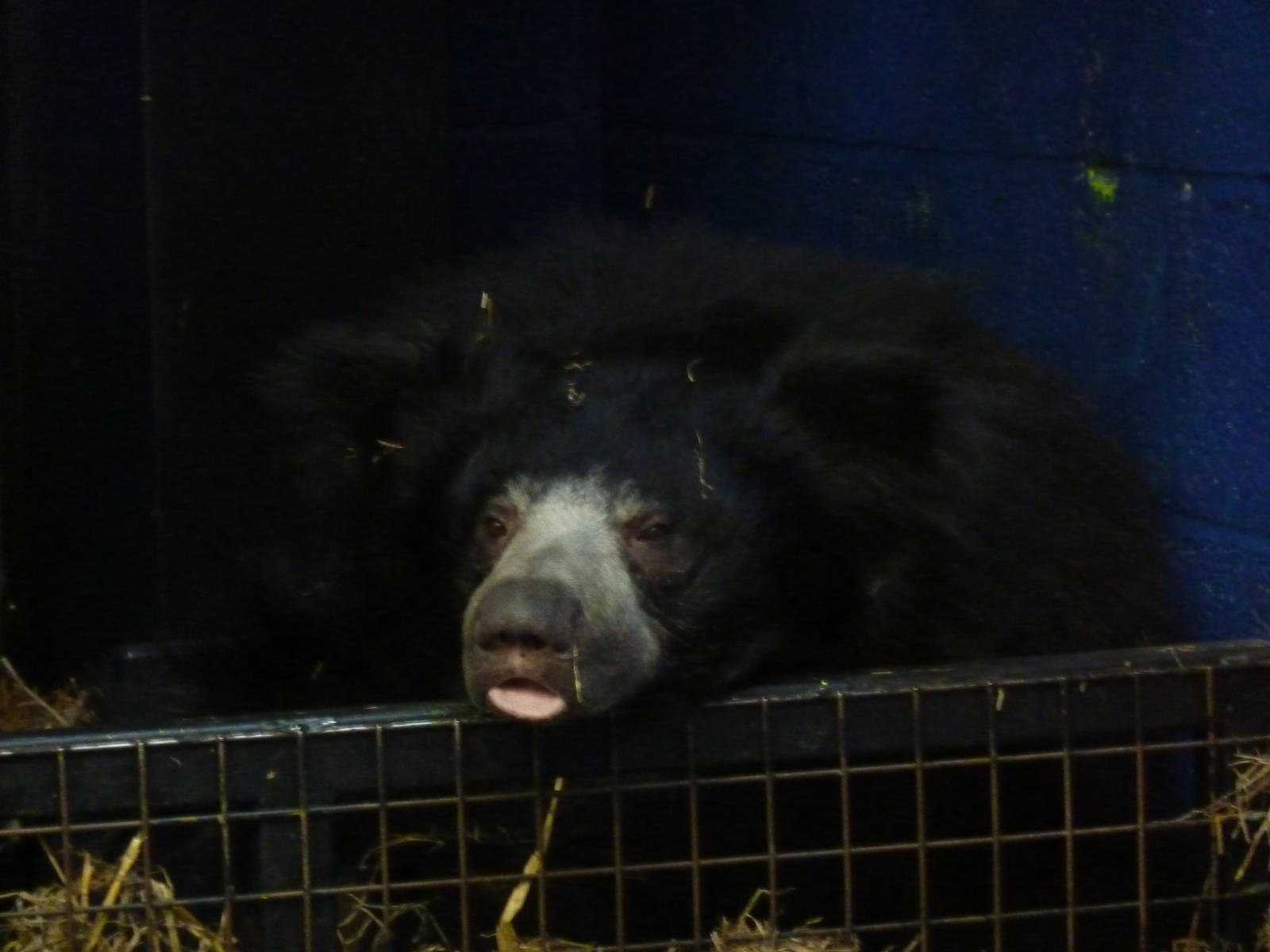 Sloth Bear