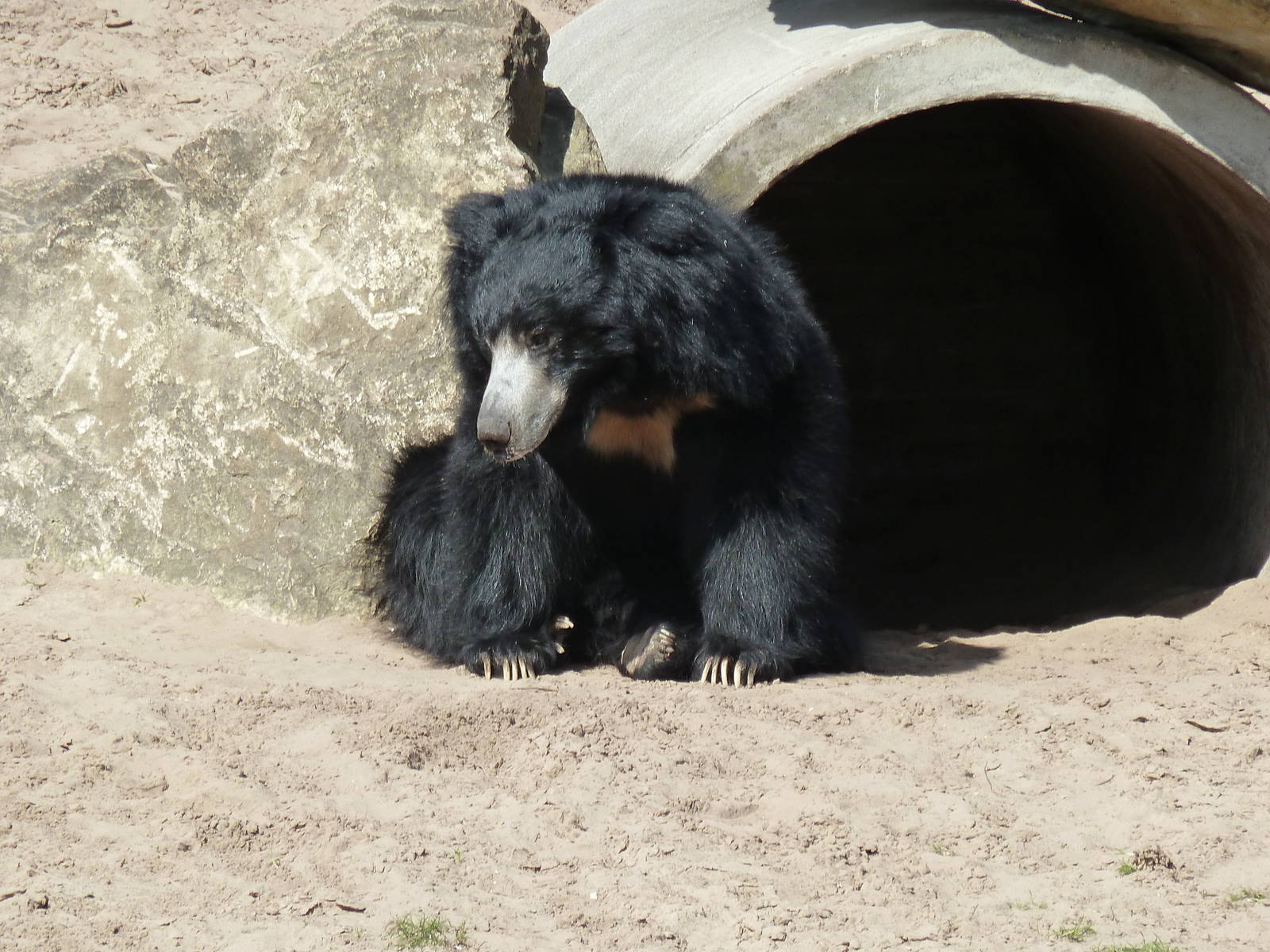Sloth bear