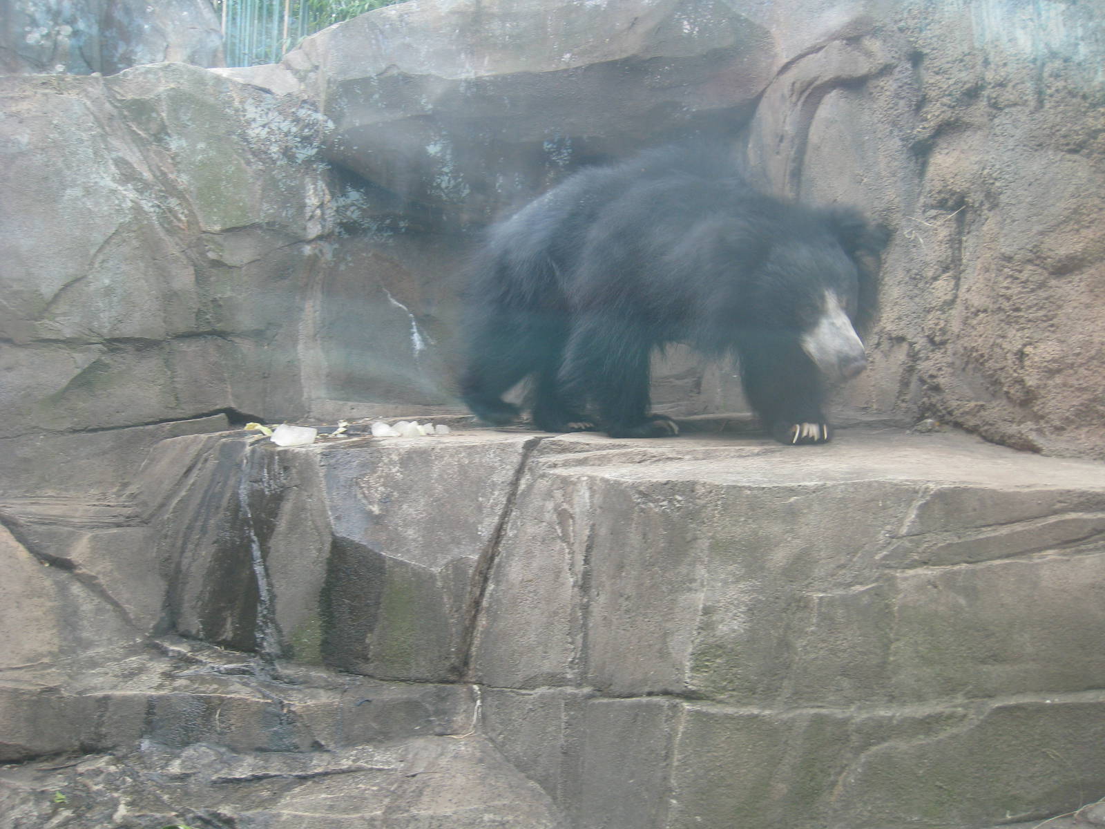 Sloth Bear
