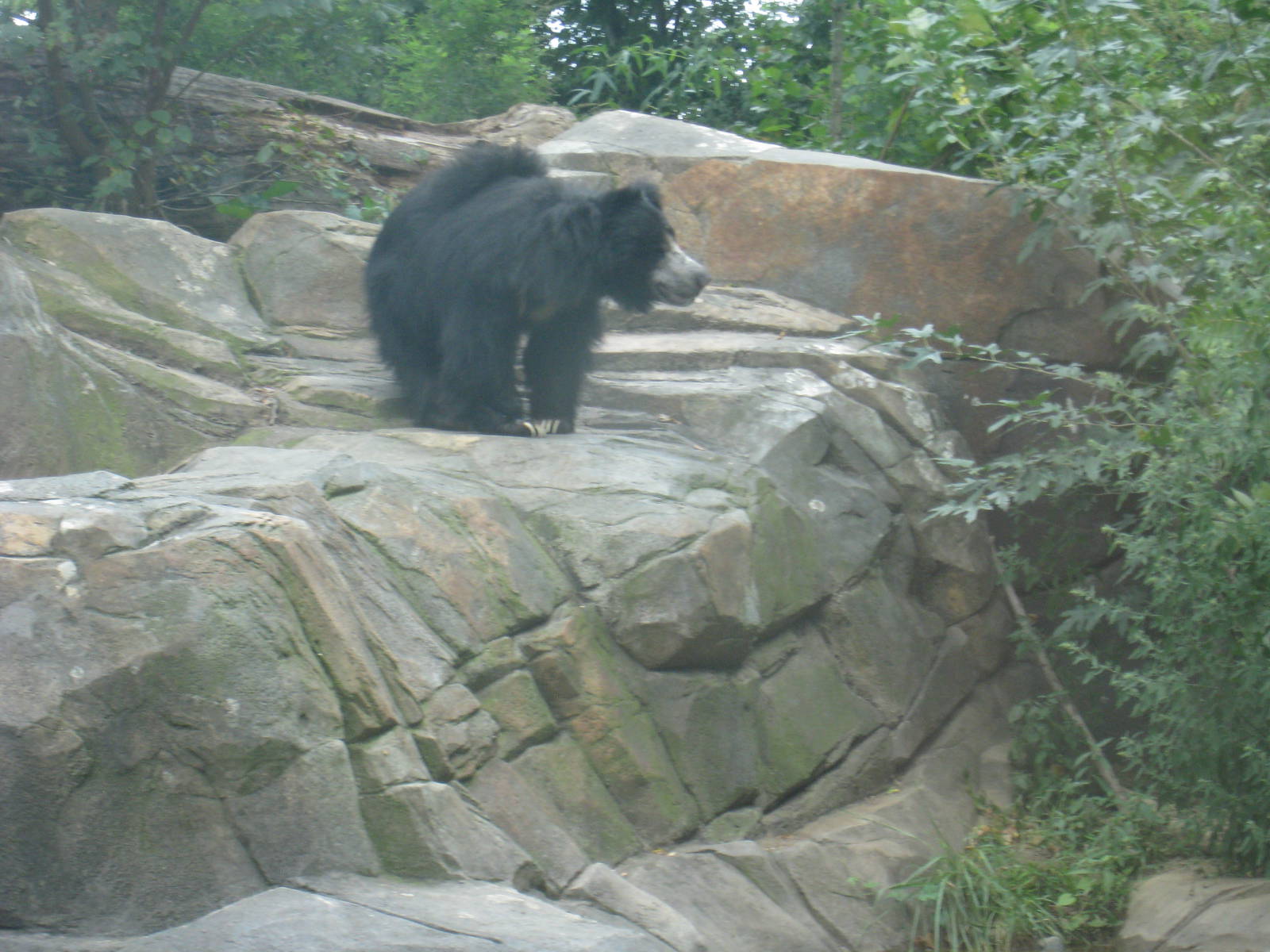 Sloth Bear