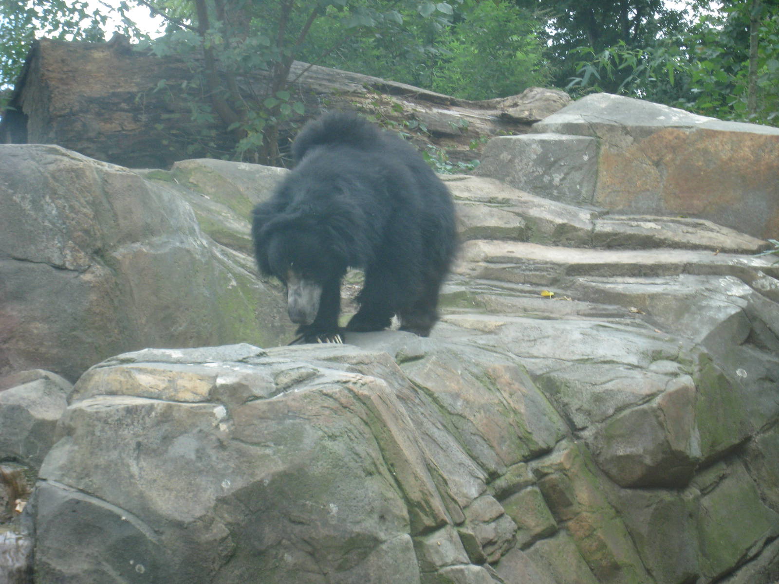 Sloth Bear