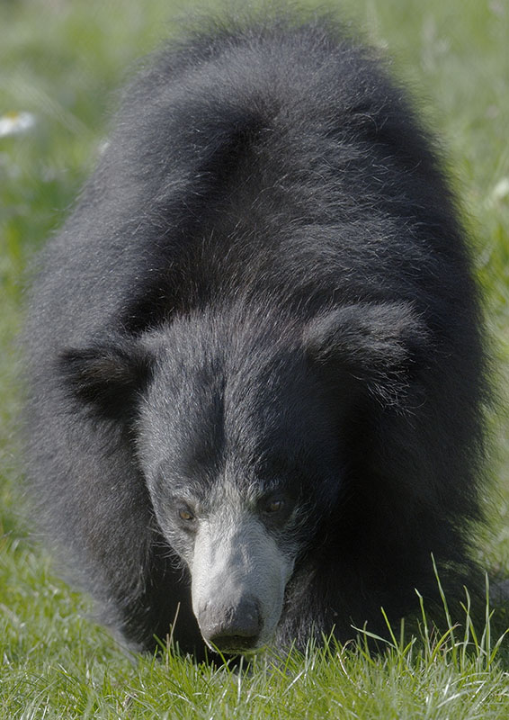 Sloth bear