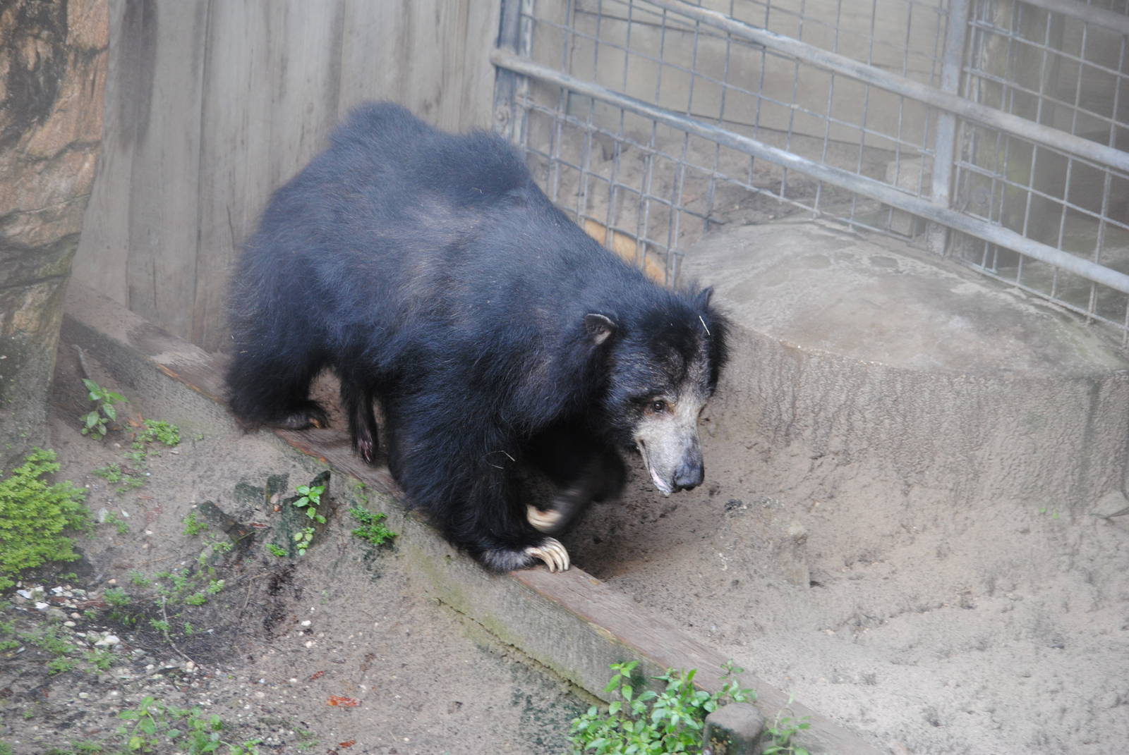 Sloth Bear