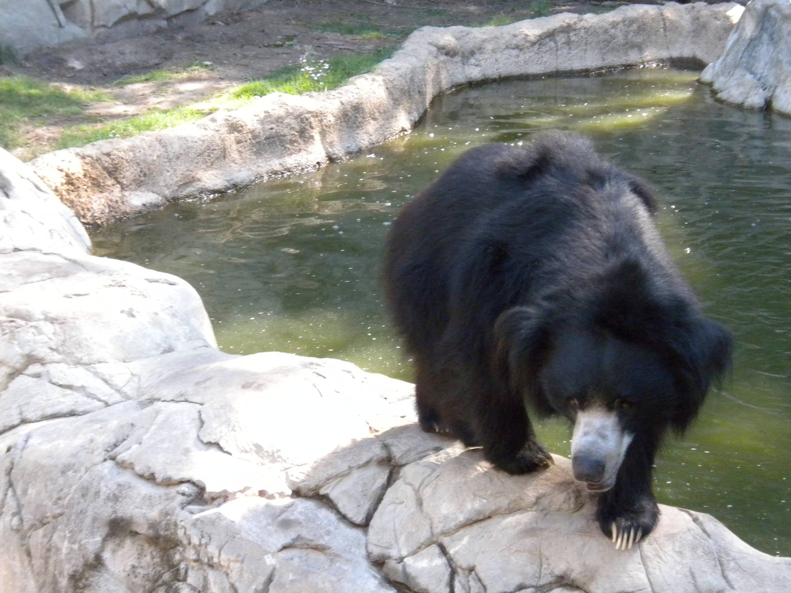 Sloth Bear