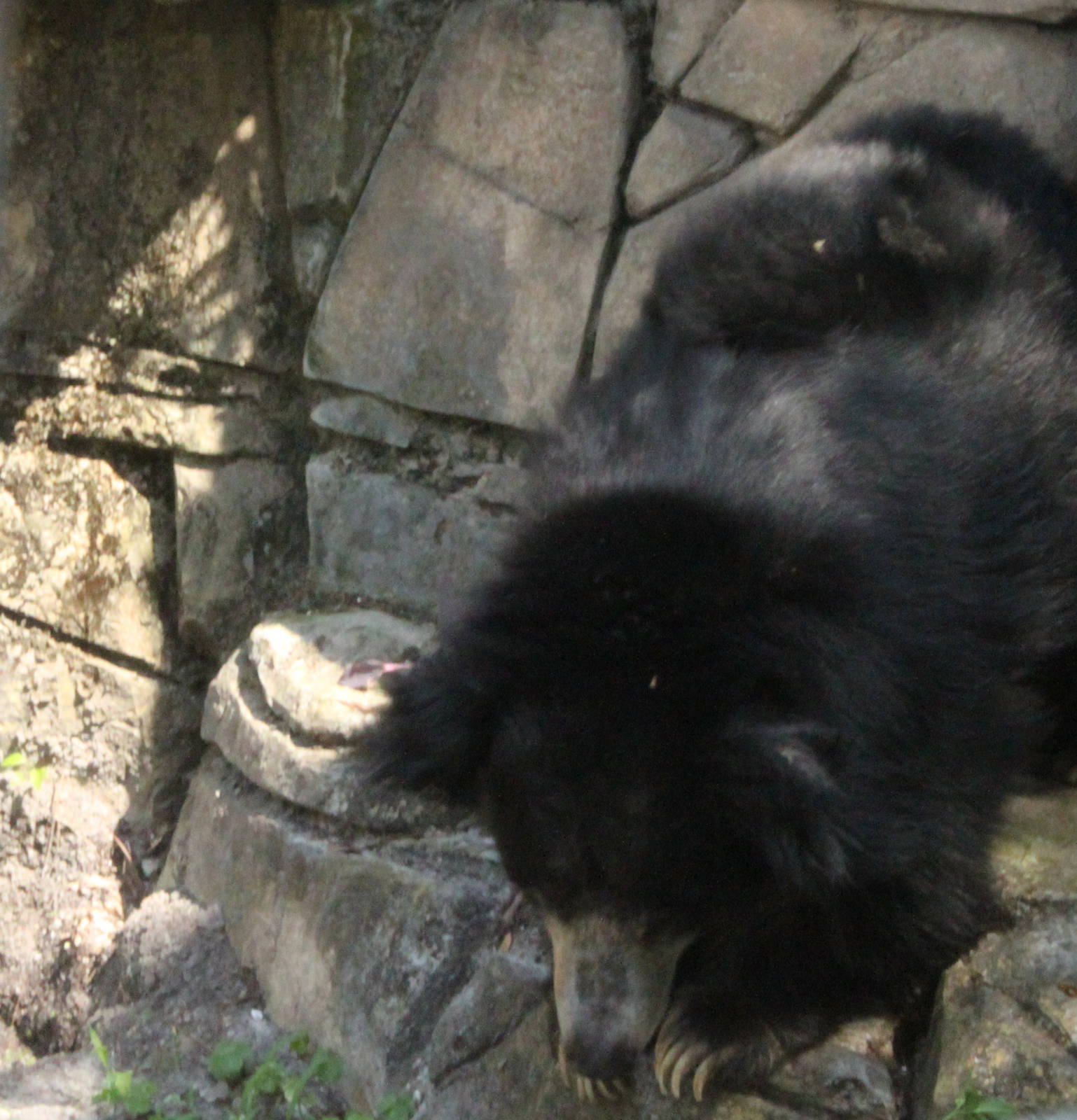 Sloth bear