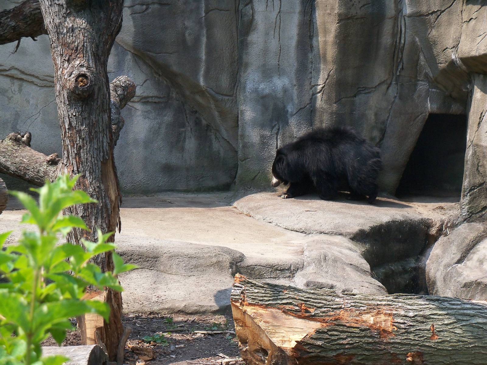 Sloth Bear