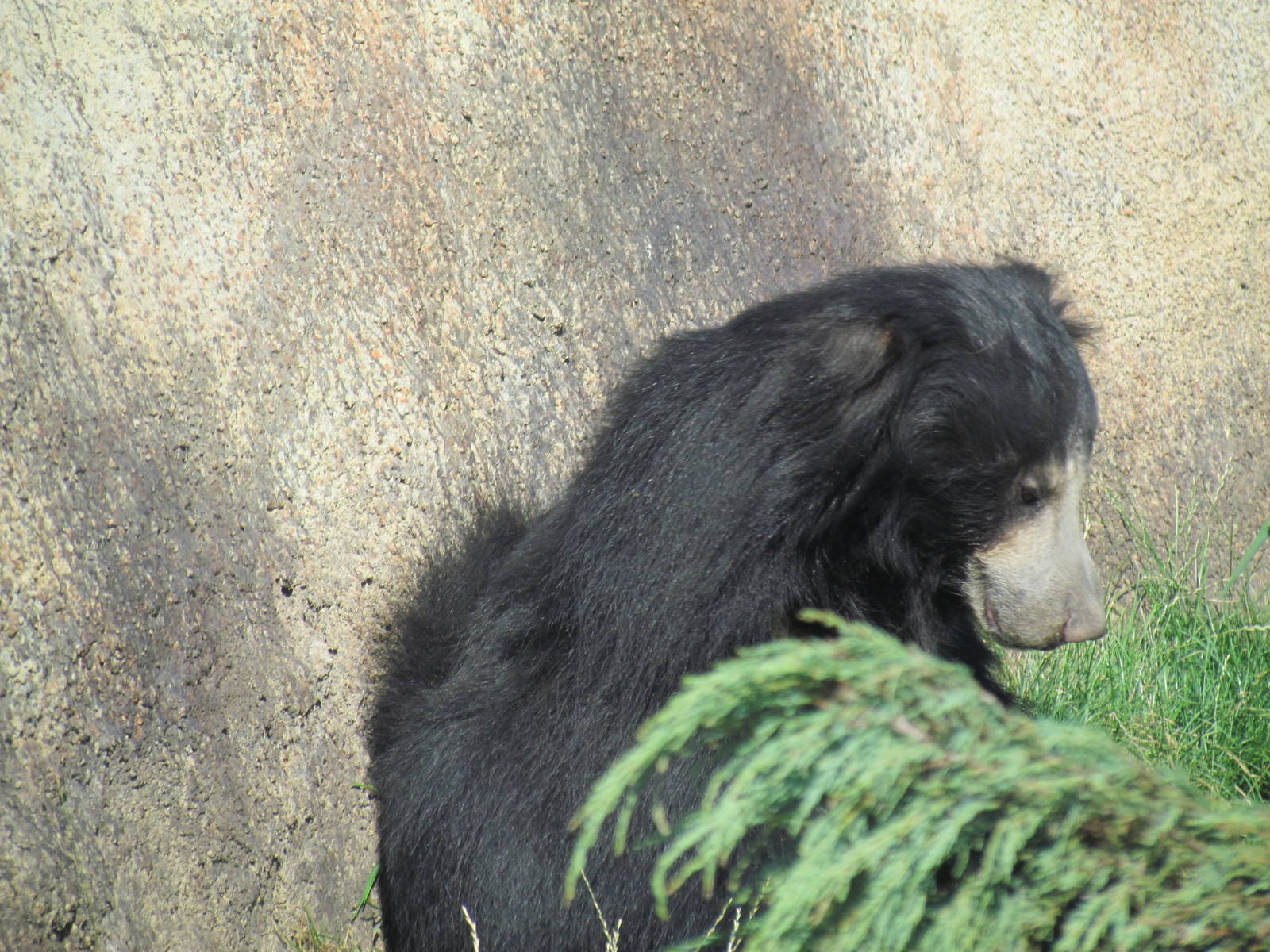 Sloth Bear