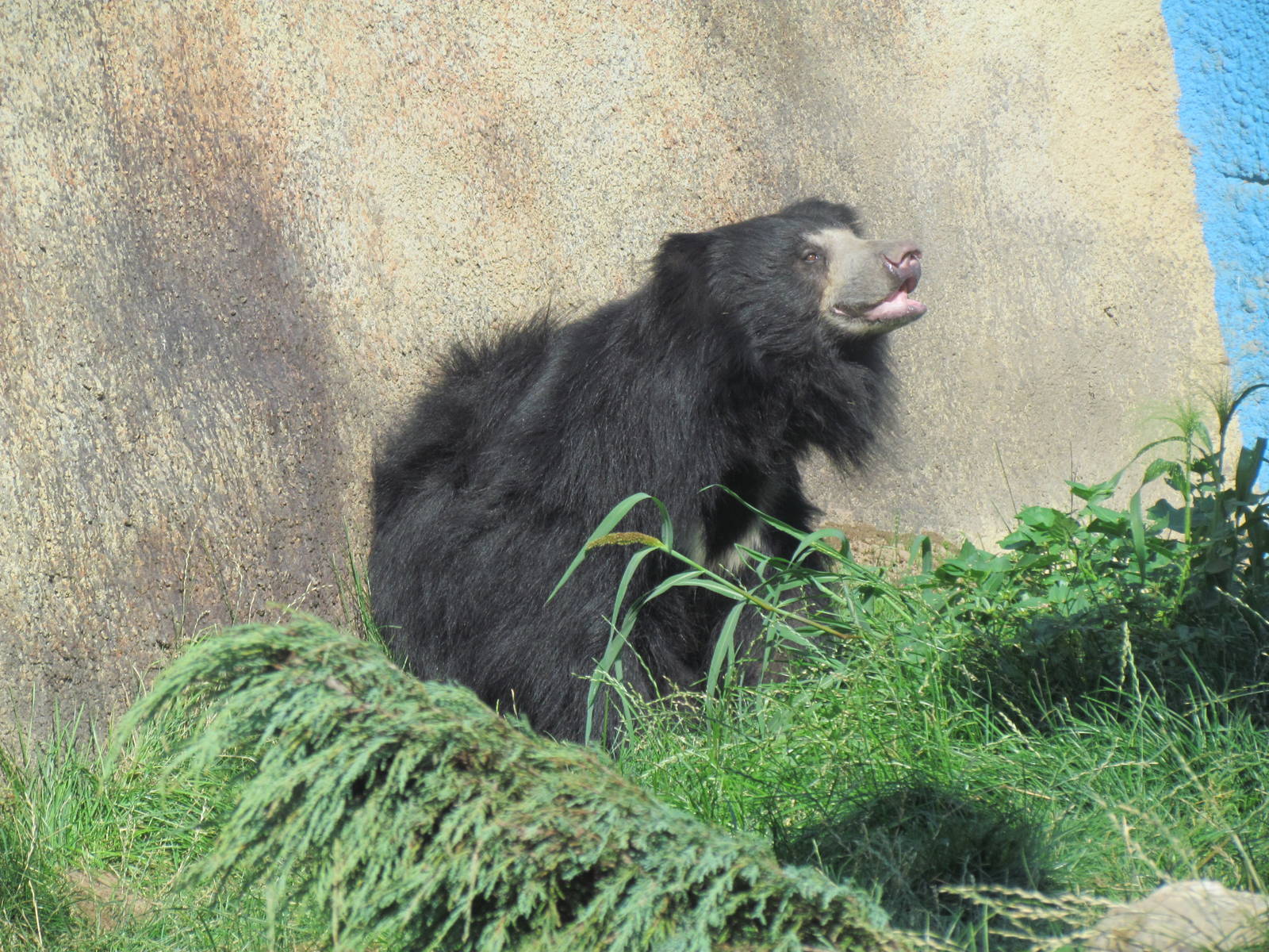 Sloth Bear