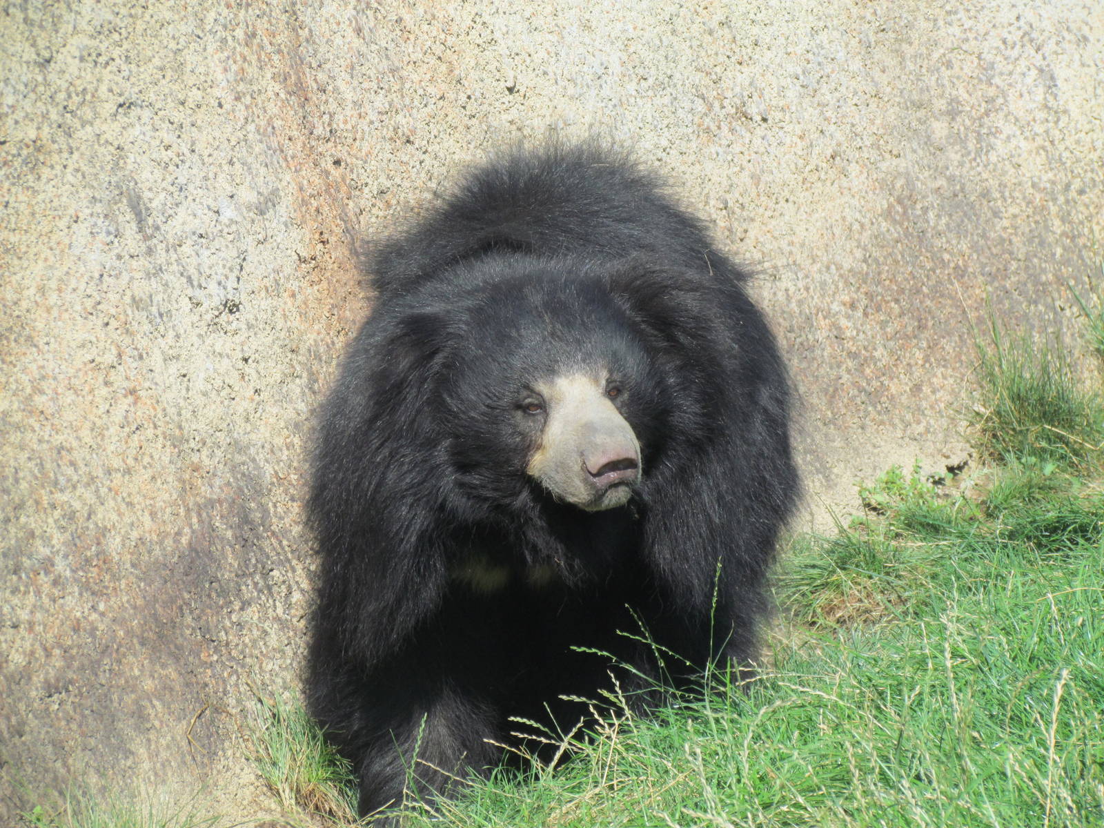 Sloth Bear