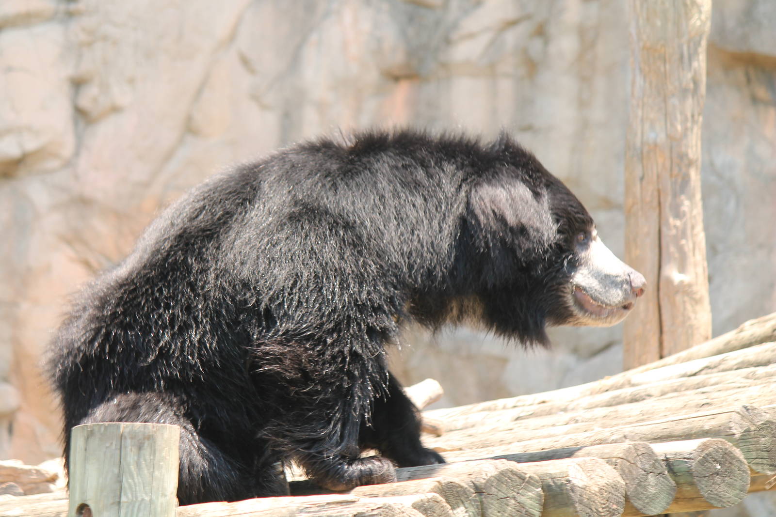 Sloth Bear