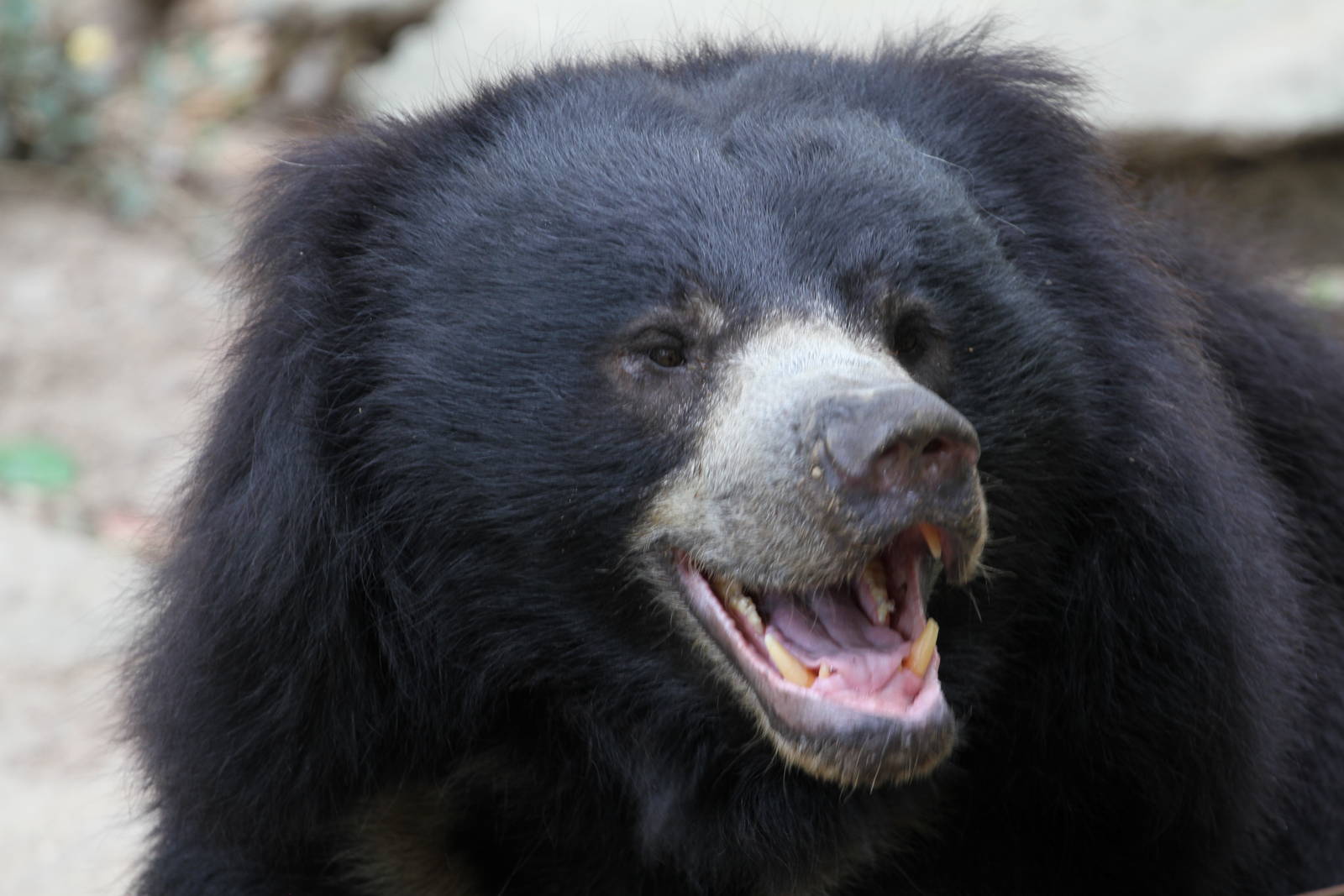 Sloth Bear?
