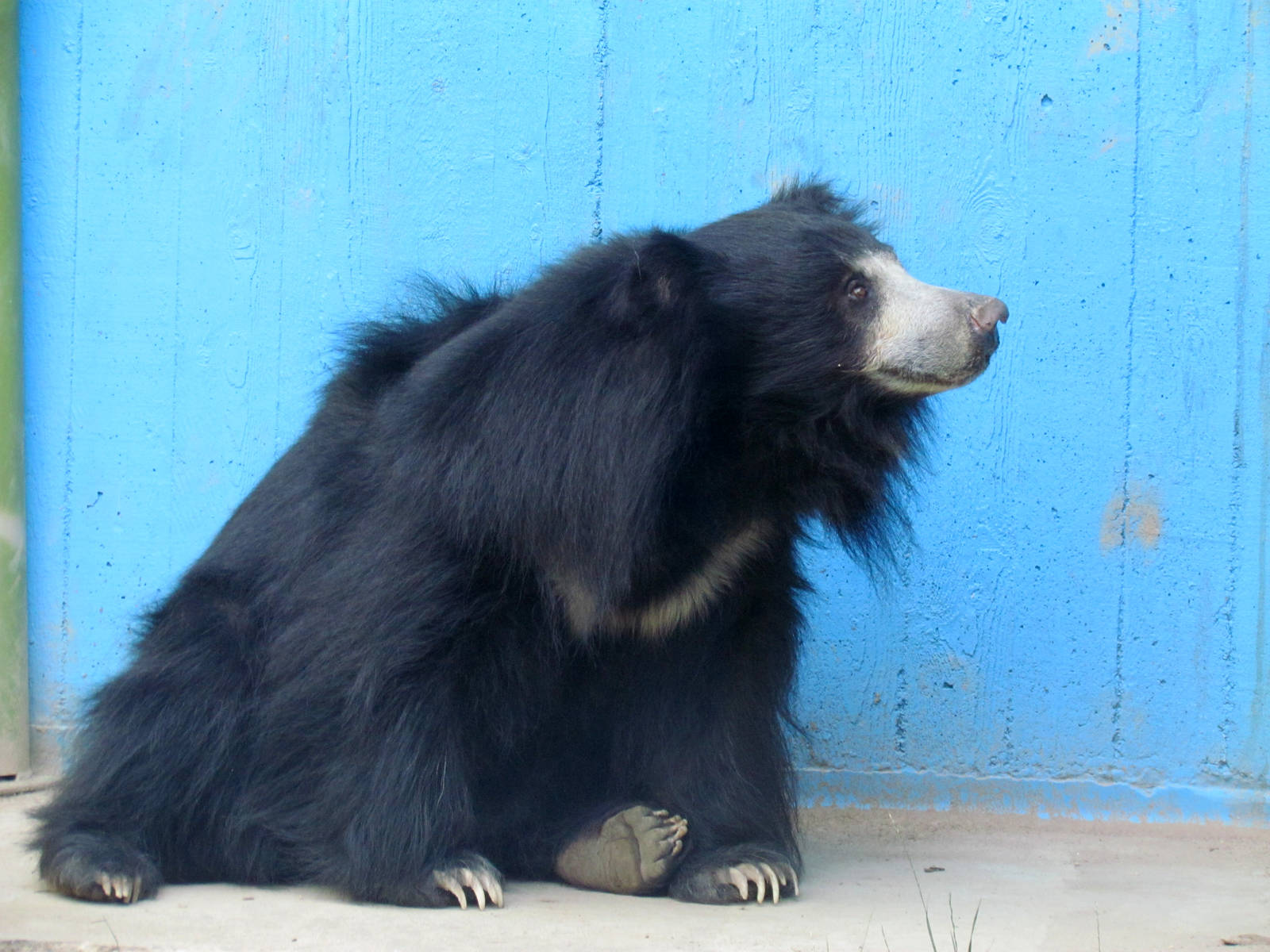 Sloth Bear